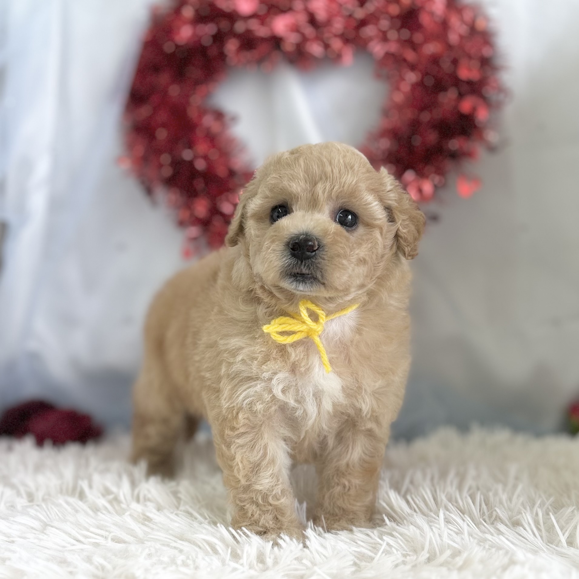 愛知県のハーフ犬・ミックス犬 (ファミリーペット豊明店/2026年1月23日生まれ/女の子/クリーム)の子猫の3枚目の画像