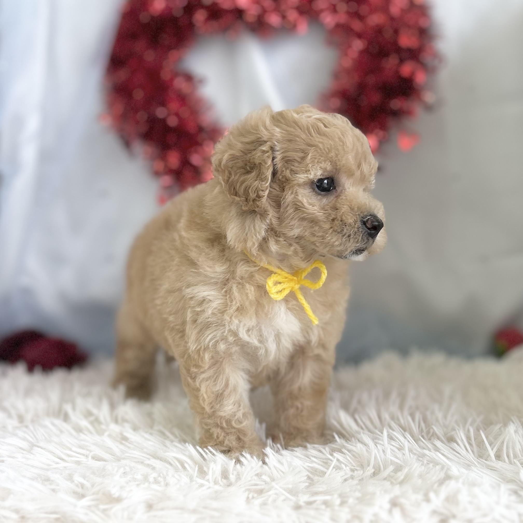 愛知県のハーフ犬・ミックス犬 (ファミリーペット豊明店/2026年1月23日生まれ/女の子/クリーム)の子猫の4枚目の画像