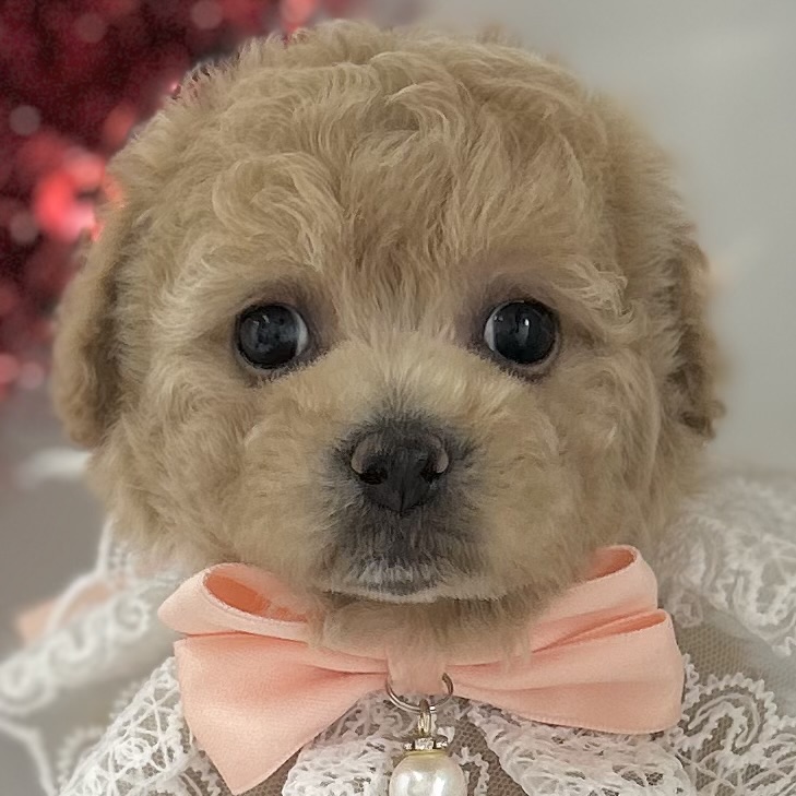 愛知県のハーフ犬・ミックス犬 (ファミリーペット豊明店/2026年1月23日生まれ/女の子/クリーム)の子猫の1枚目の画像