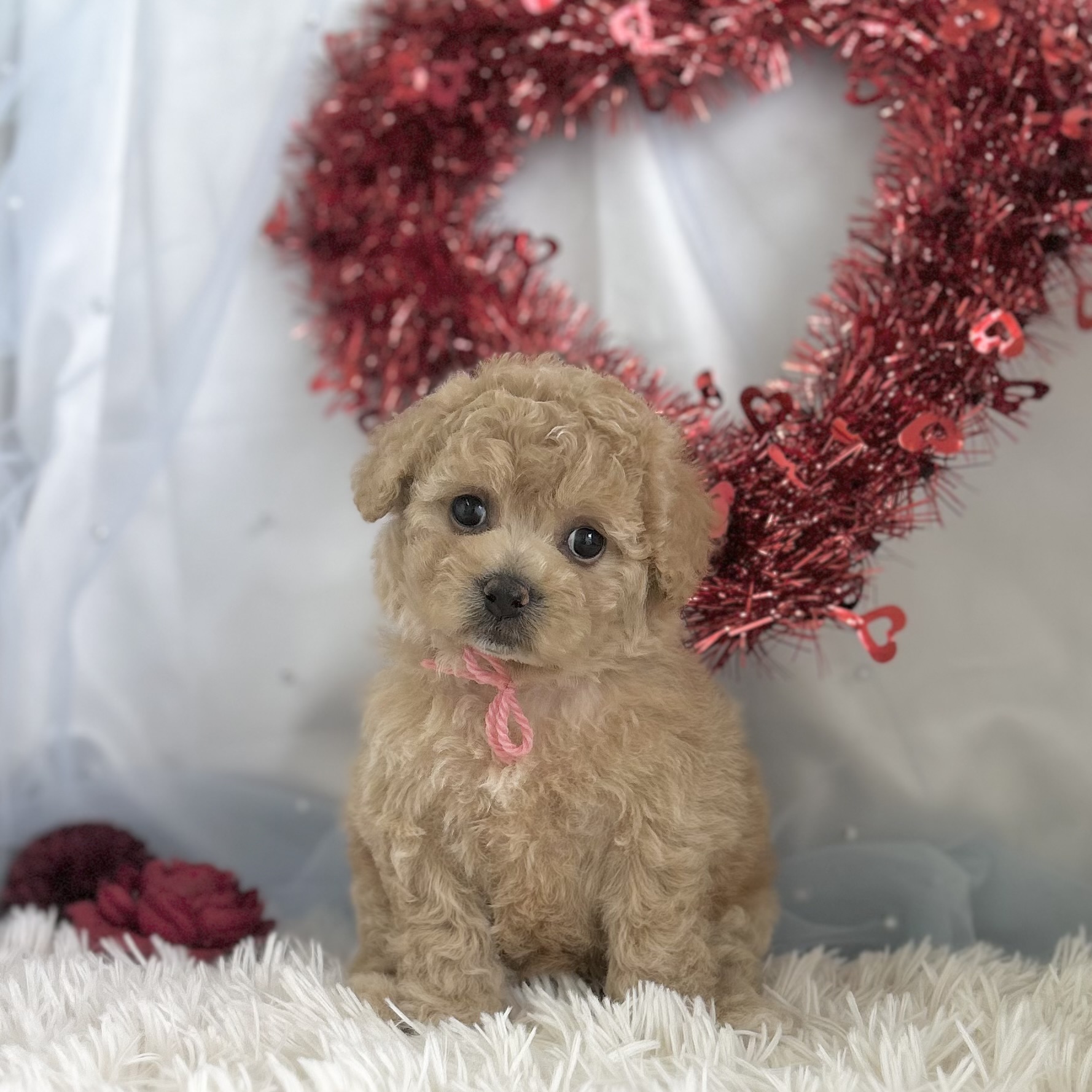 愛知県のハーフ犬・ミックス犬 (ファミリーペット豊明店/2026年1月23日生まれ/女の子/クリーム)の子猫の2枚目の画像