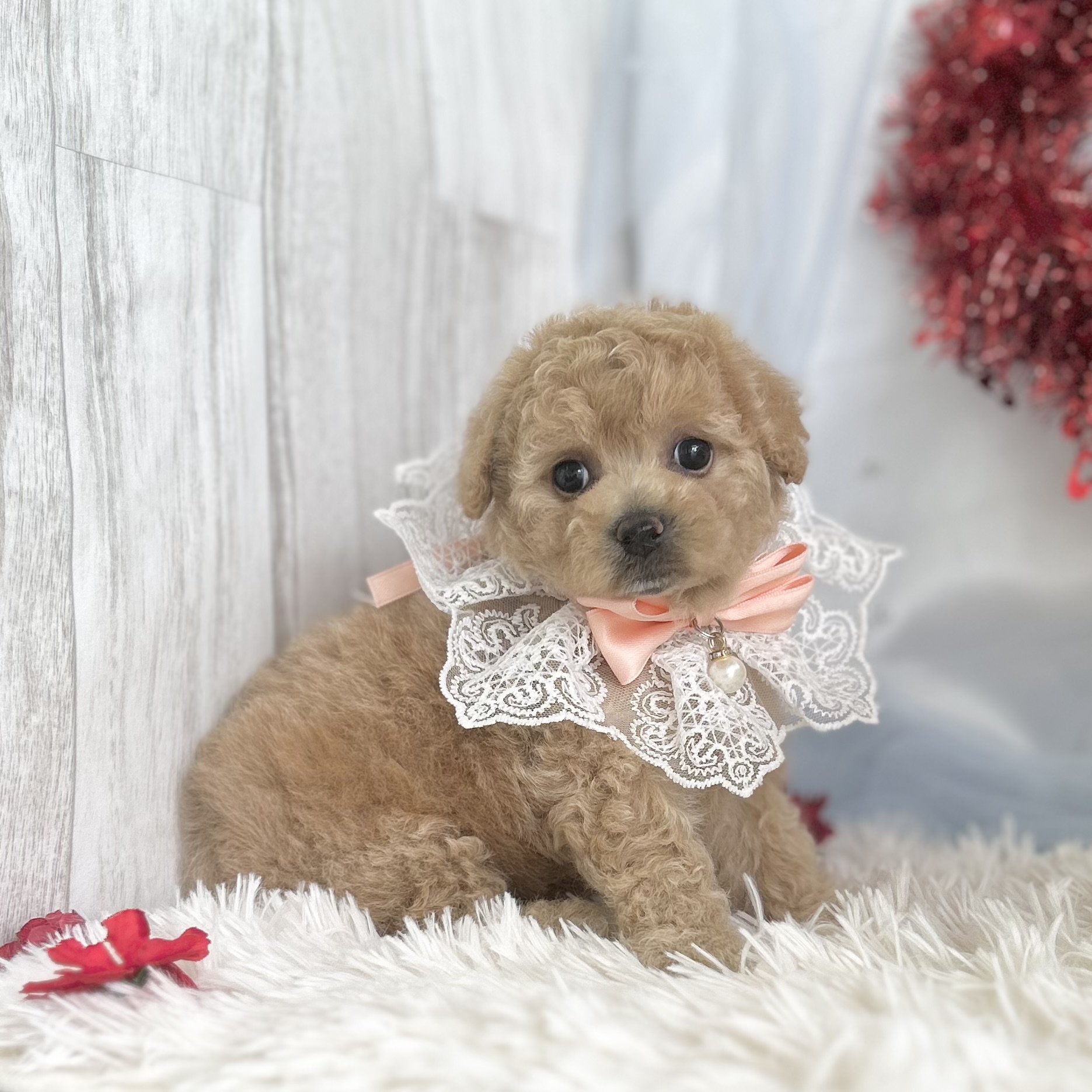 愛知県のハーフ犬・ミックス犬 (ファミリーペット豊明店/2026年1月23日生まれ/女の子/クリーム)の子猫の3枚目の画像