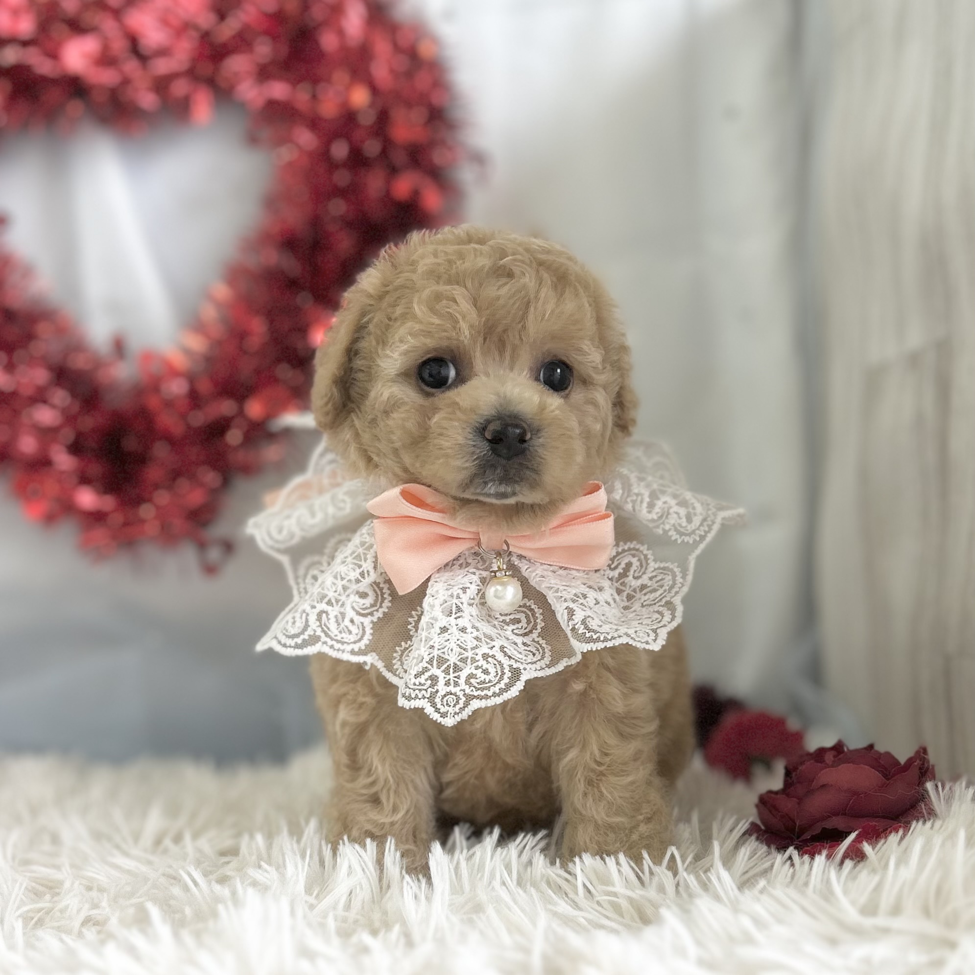 愛知県のハーフ犬・ミックス犬 (ファミリーペット豊明店/2026年1月23日生まれ/女の子/クリーム)の子猫の4枚目の画像