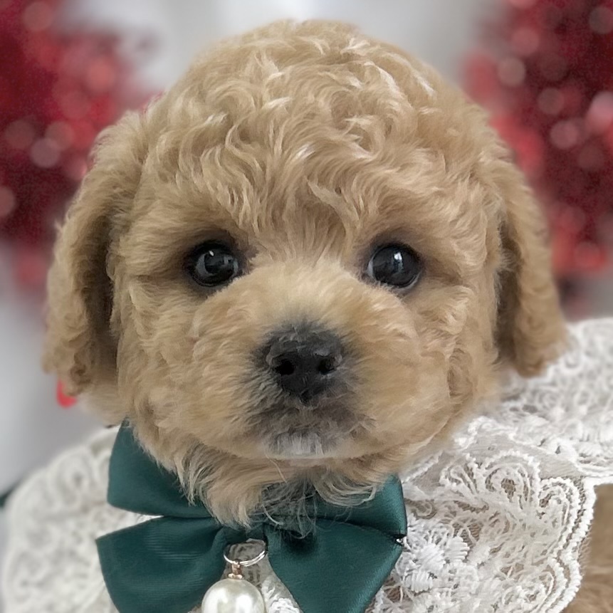 愛知県のハーフ犬・ミックス犬 (ファミリーペット豊明店/2026年1月23日生まれ/男の子/クリーム)の子猫の1枚目の画像