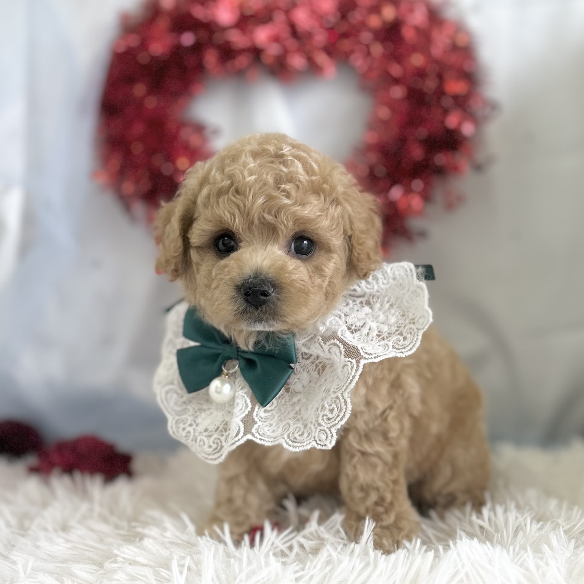 愛知県のハーフ犬・ミックス犬 (ファミリーペット豊明店/2026年1月23日生まれ/男の子/クリーム)の子猫の2枚目の画像