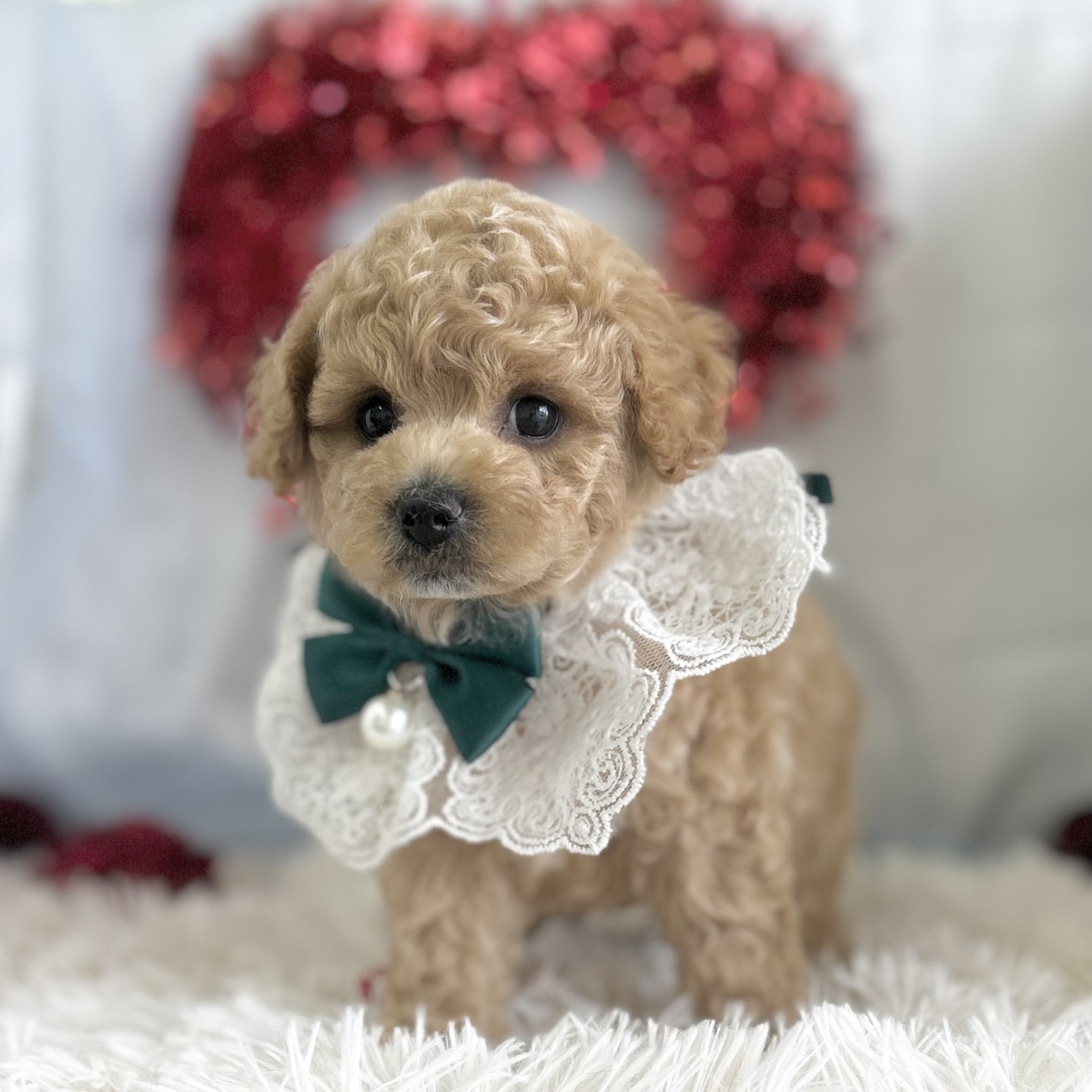 愛知県のハーフ犬・ミックス犬 (ファミリーペット豊明店/2026年1月23日生まれ/男の子/クリーム)の子猫の3枚目の画像