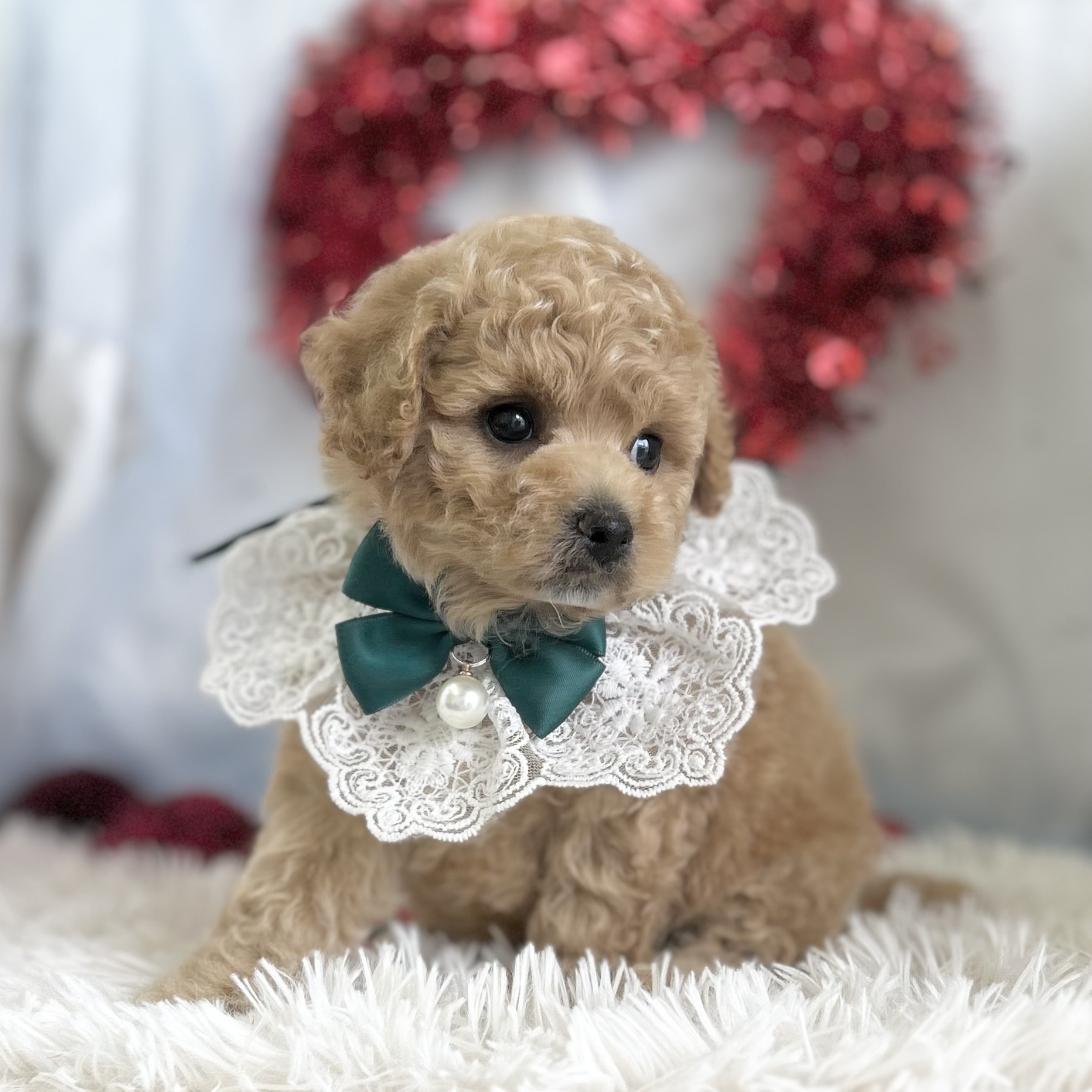 愛知県のハーフ犬・ミックス犬 (ファミリーペット豊明店/2026年1月23日生まれ/男の子/クリーム)の子猫の4枚目の画像