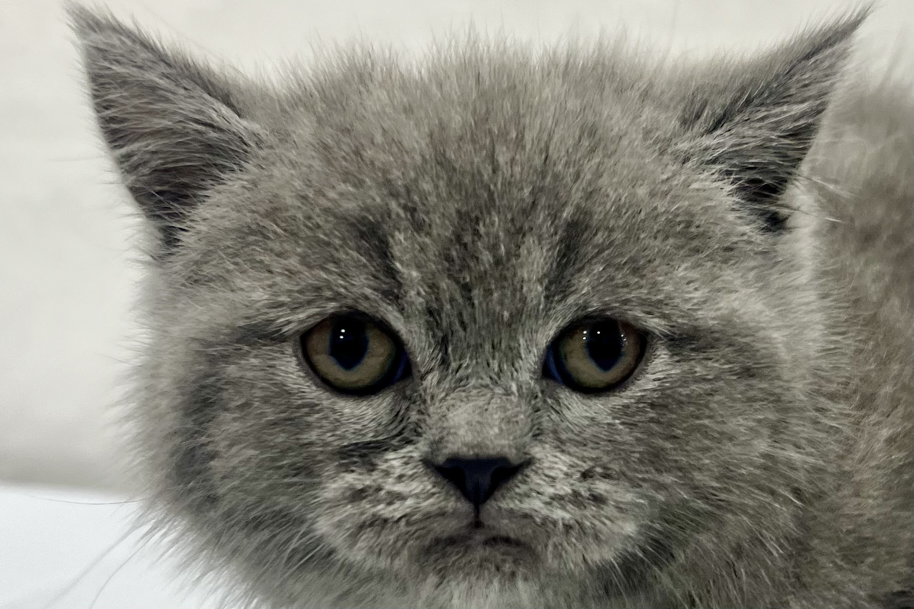 愛知県のスコティッシュストレート (リソラ大府店/2026年1月4日生まれ/女の子/ブルークリーム)の子猫の1枚目の画像