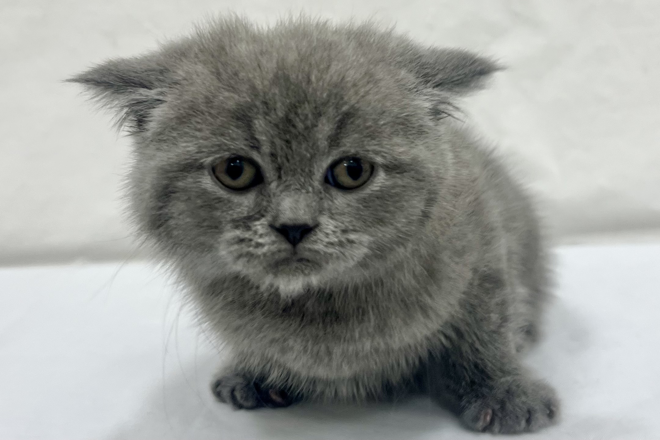 愛知県のスコティッシュストレート (リソラ大府店/2026年1月4日生まれ/女の子/ブルークリーム)の子猫の2枚目の画像