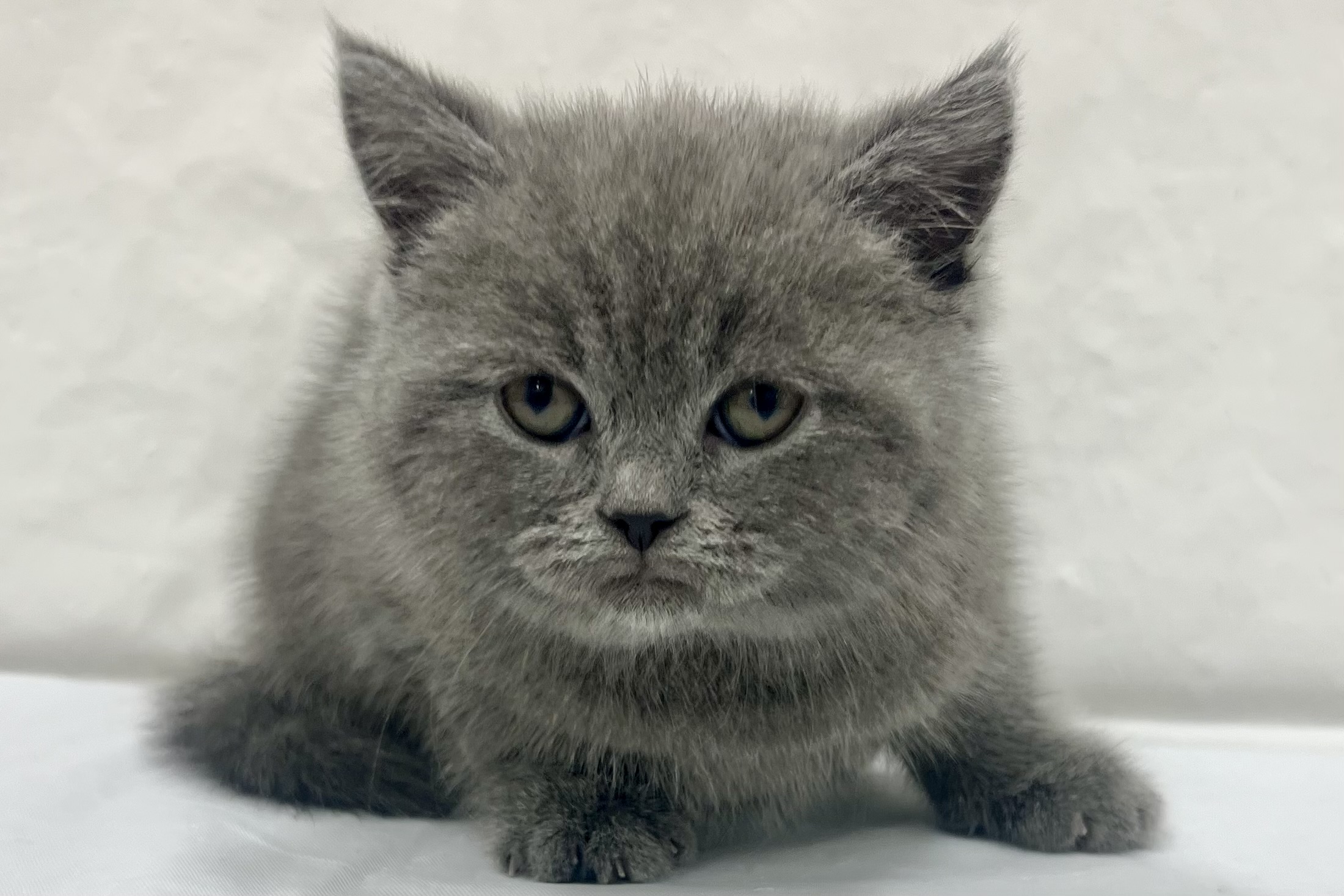 愛知県のスコティッシュストレート (リソラ大府店/2026年1月4日生まれ/女の子/ブルークリーム)の子猫の3枚目の画像