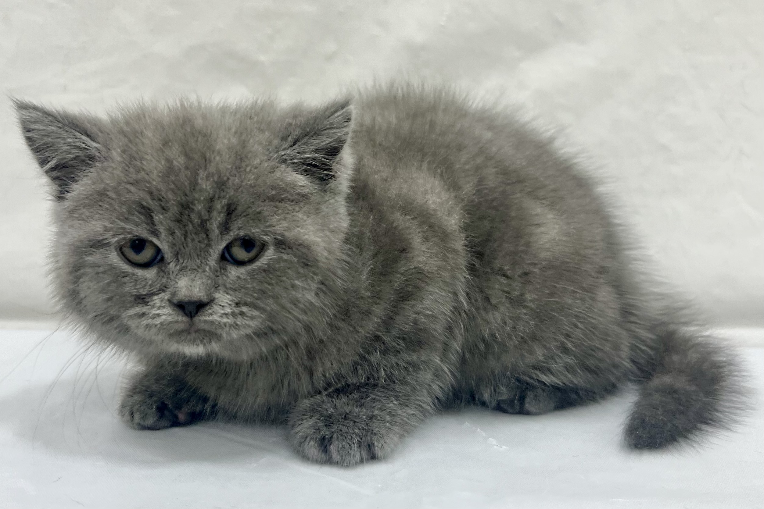 愛知県のスコティッシュストレート (リソラ大府店/2026年1月4日生まれ/女の子/ブルークリーム)の子猫の4枚目の画像