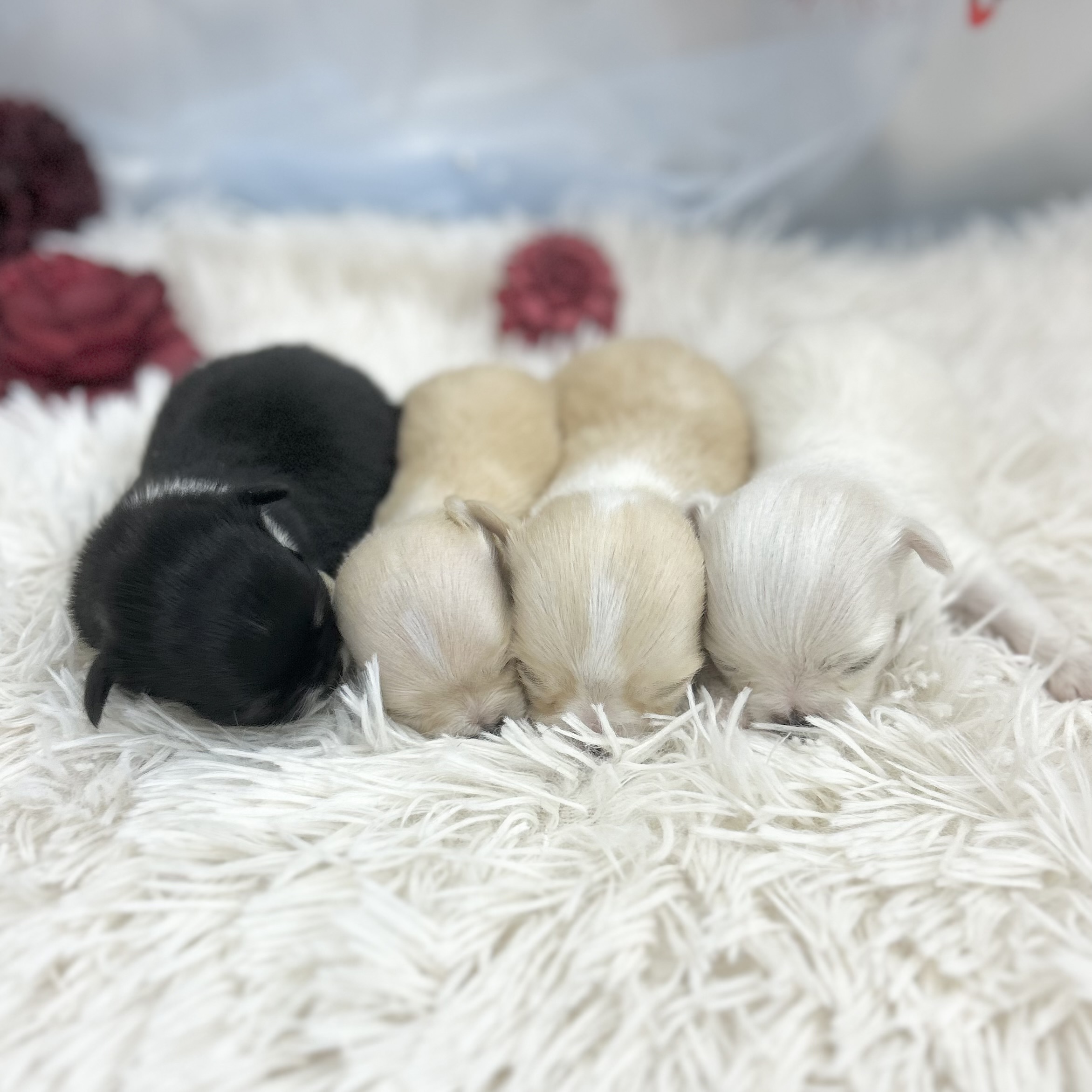 2026年2月17日生まれのチワワ(ロング)