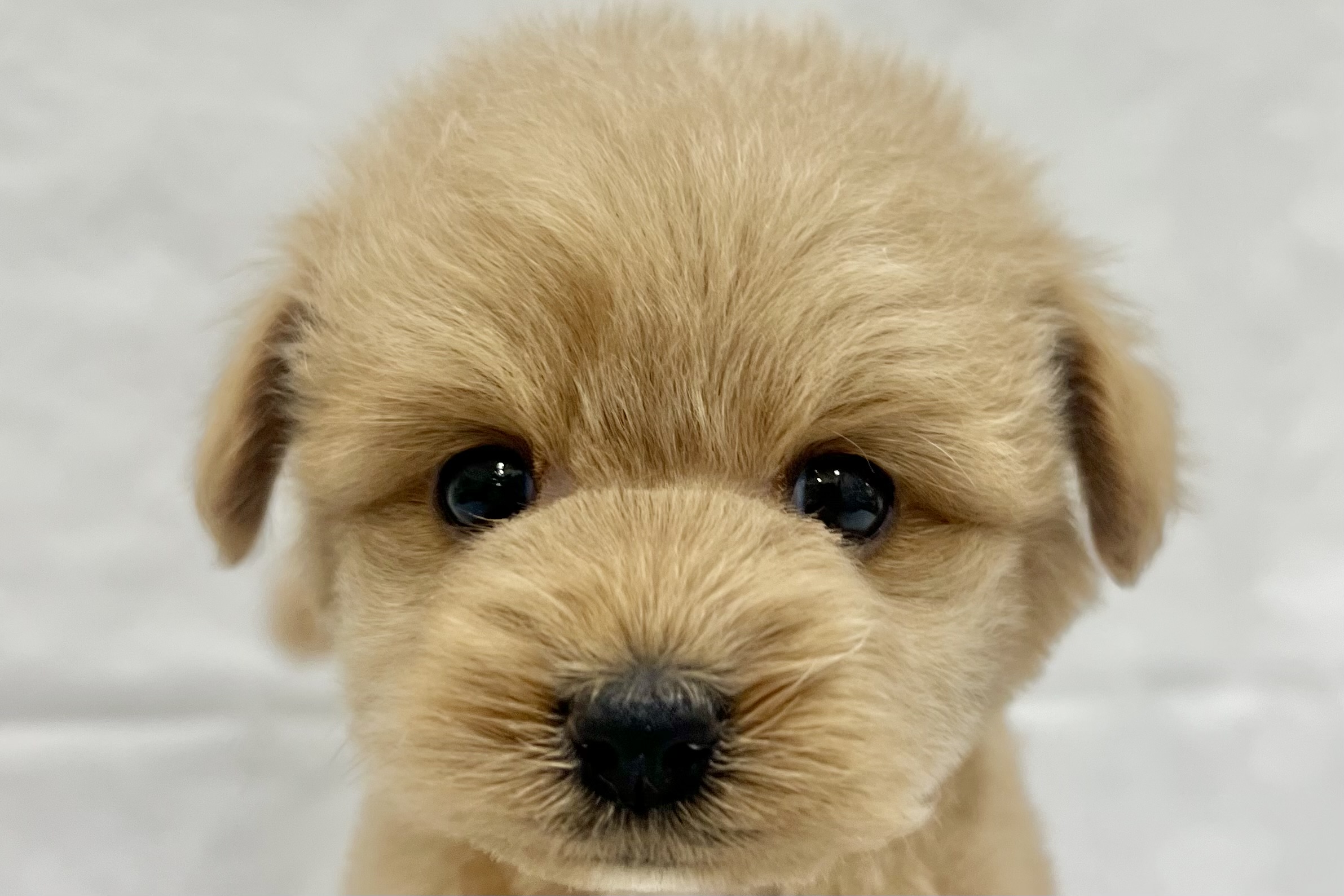 2026年1月12日生まれのポメプー(ポメラニアン×プードル)