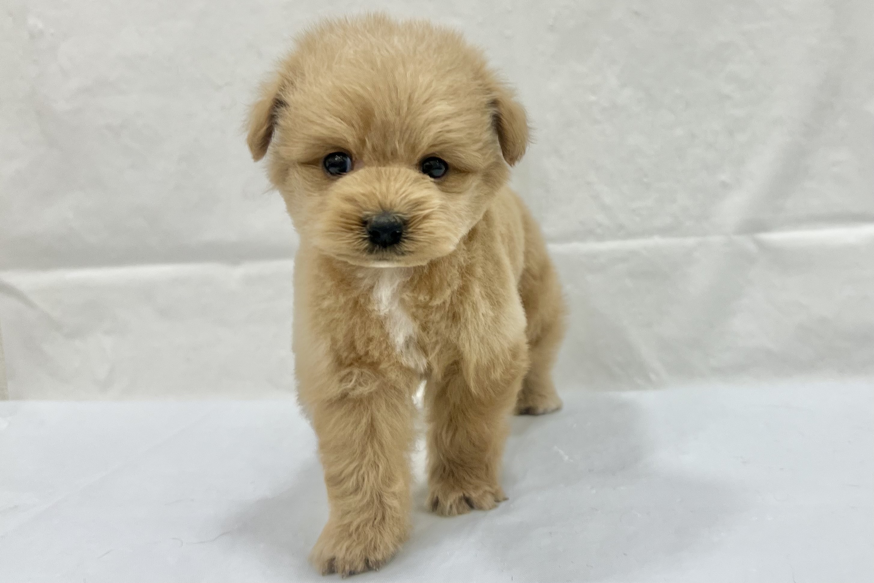 愛知県のポメプー(ポメラニアン×プードル) (ファミリーペット リソラ大府店/2026年1月12日生まれ/男の子/-)の子犬の2枚目の画像