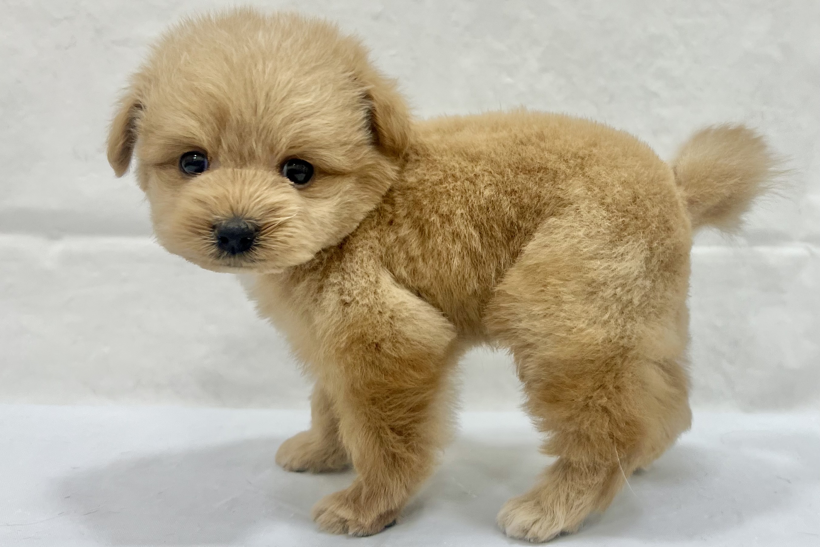 愛知県のポメプー(ポメラニアン×プードル) (ファミリーペット リソラ大府店/2026年1月12日生まれ/男の子/-)の子犬の3枚目の画像