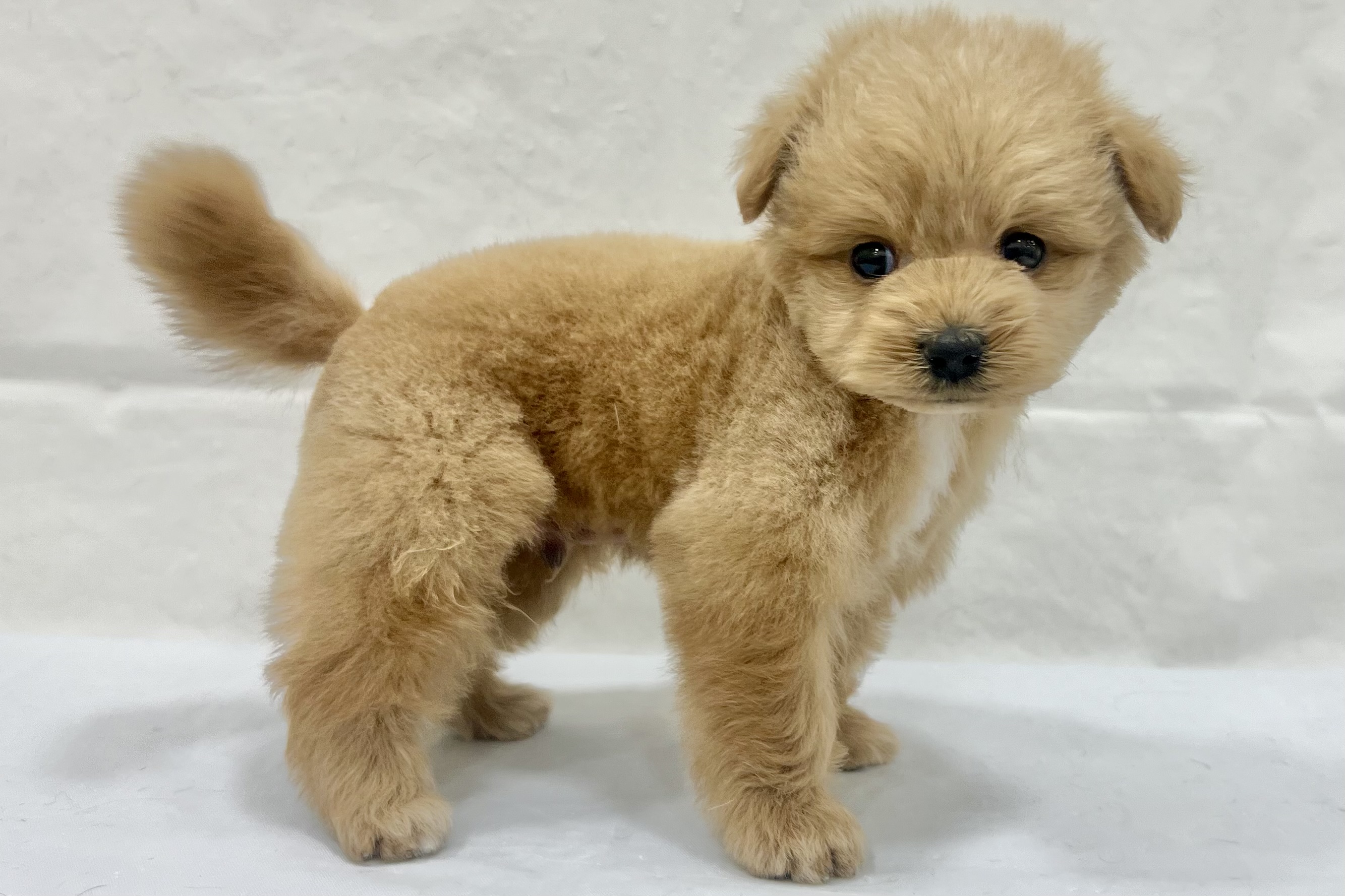 愛知県のポメプー(ポメラニアン×プードル) (ファミリーペット リソラ大府店/2026年1月12日生まれ/男の子/-)の子犬の4枚目の画像