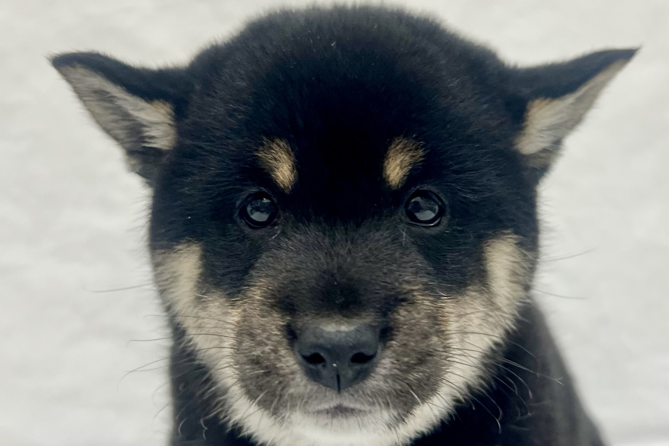 2026年1月14日生まれの柴犬(標準サイズ)
