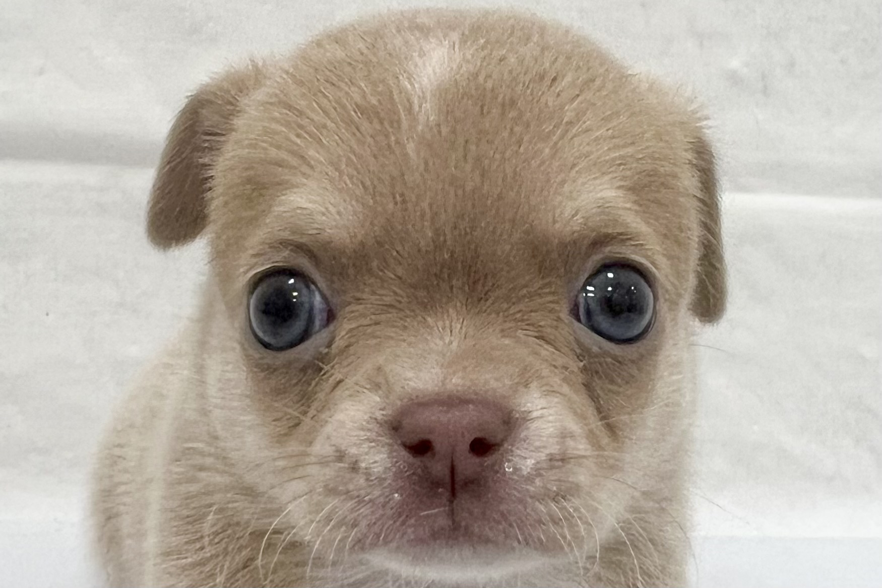 2026年1月13日生まれのチワワ(スムース)