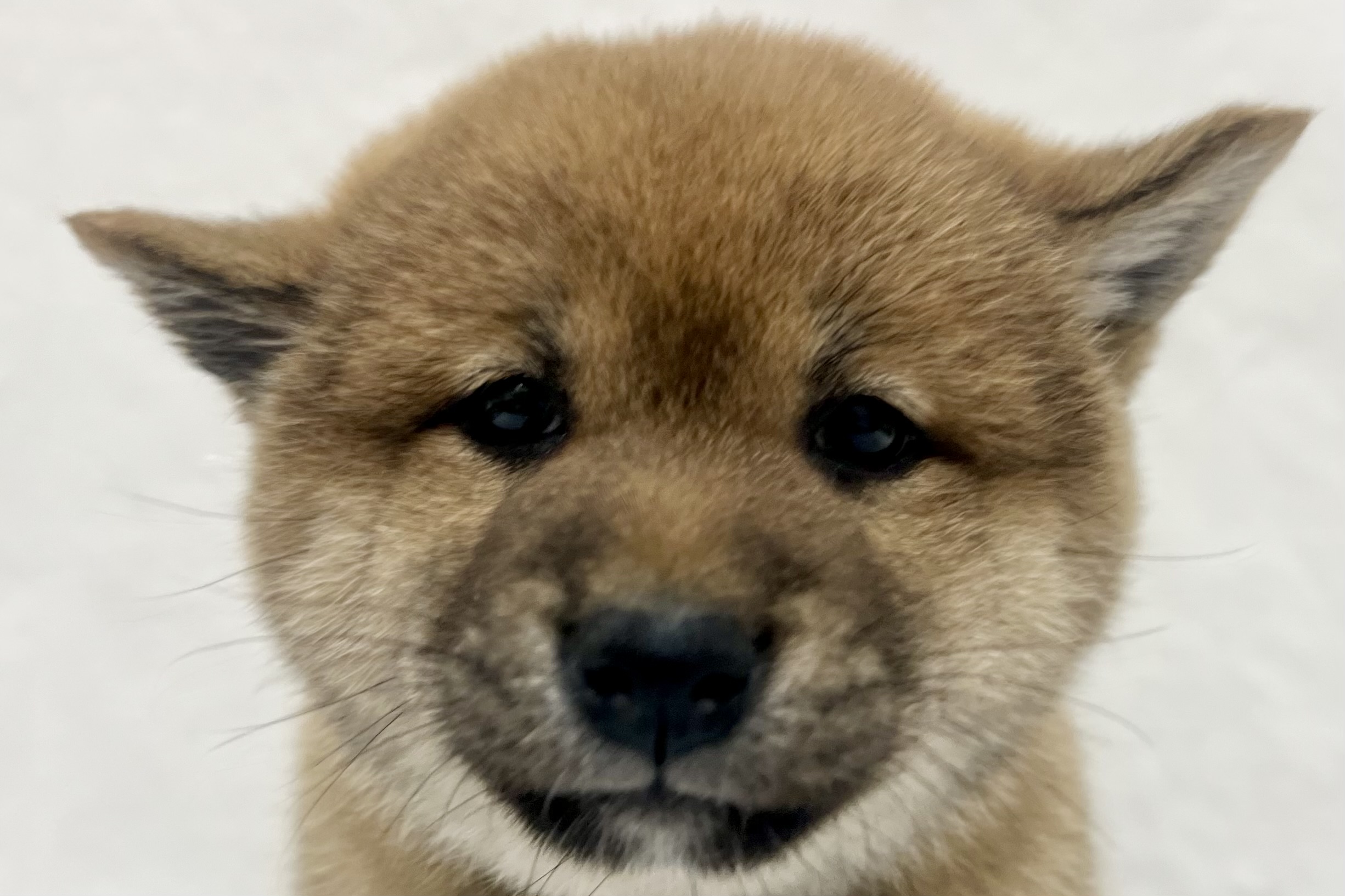 2026年1月14日生まれの柴犬(標準サイズ)