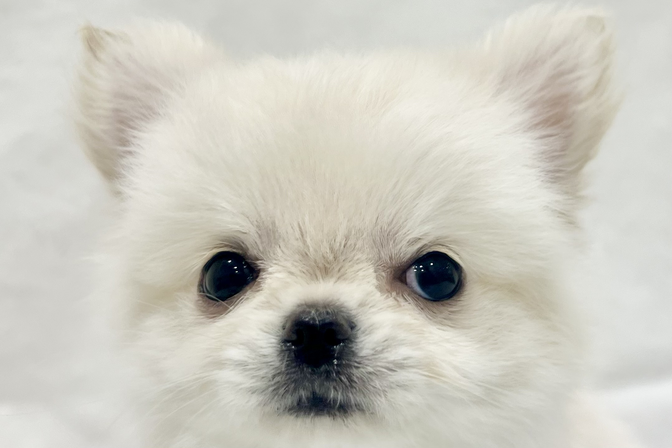 2026年1月5日生まれのチワワ(ロング)