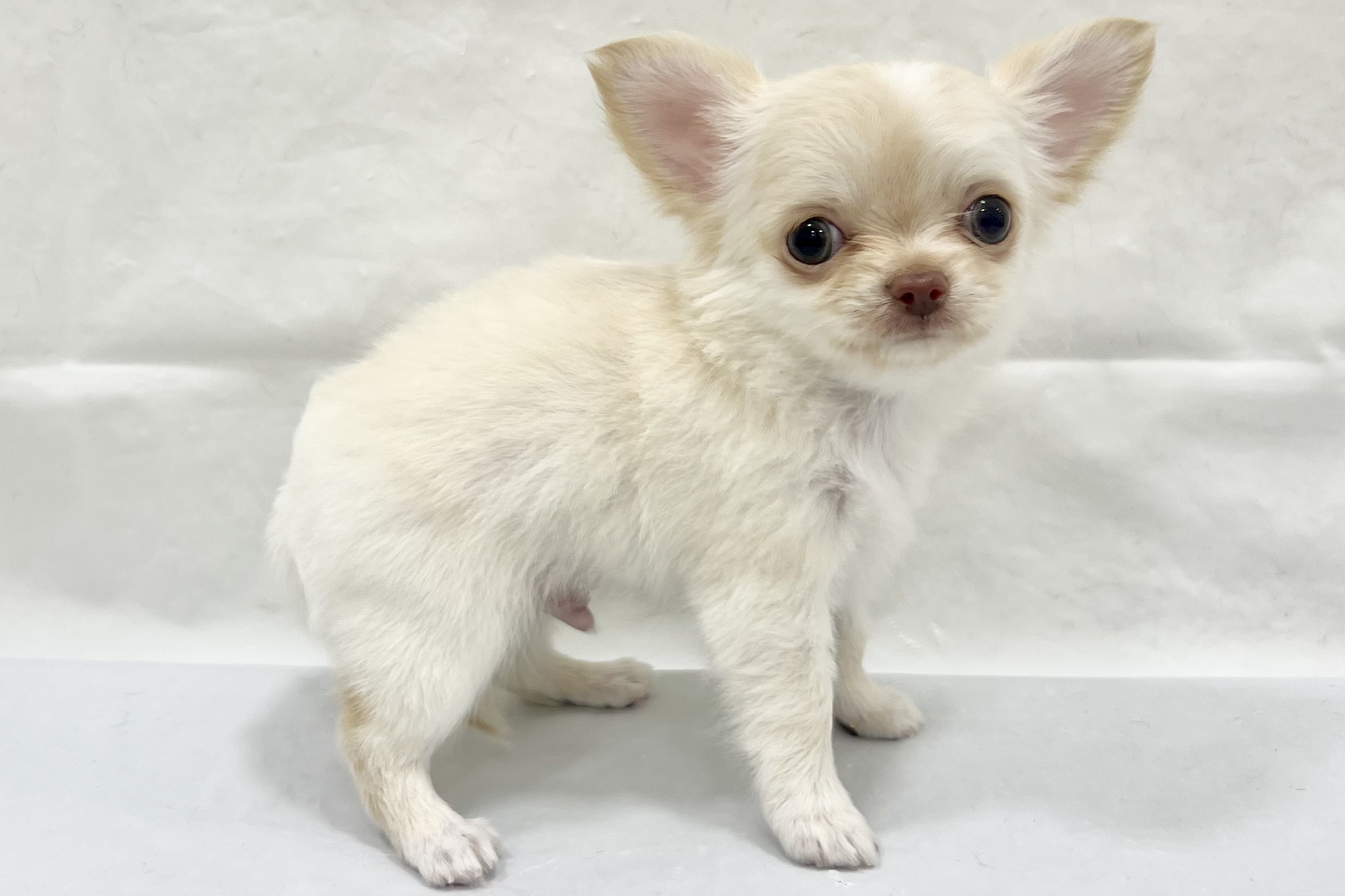 三重県のチワワ(ロング) (アミーゴ四日市日永店/2026年1月12日生まれ/男の子/クリーム)の子犬の4枚目の画像