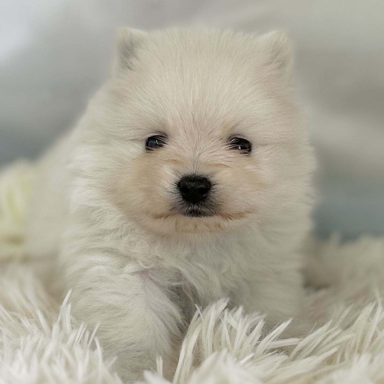 2026年2月14日生まれのポメラニアン