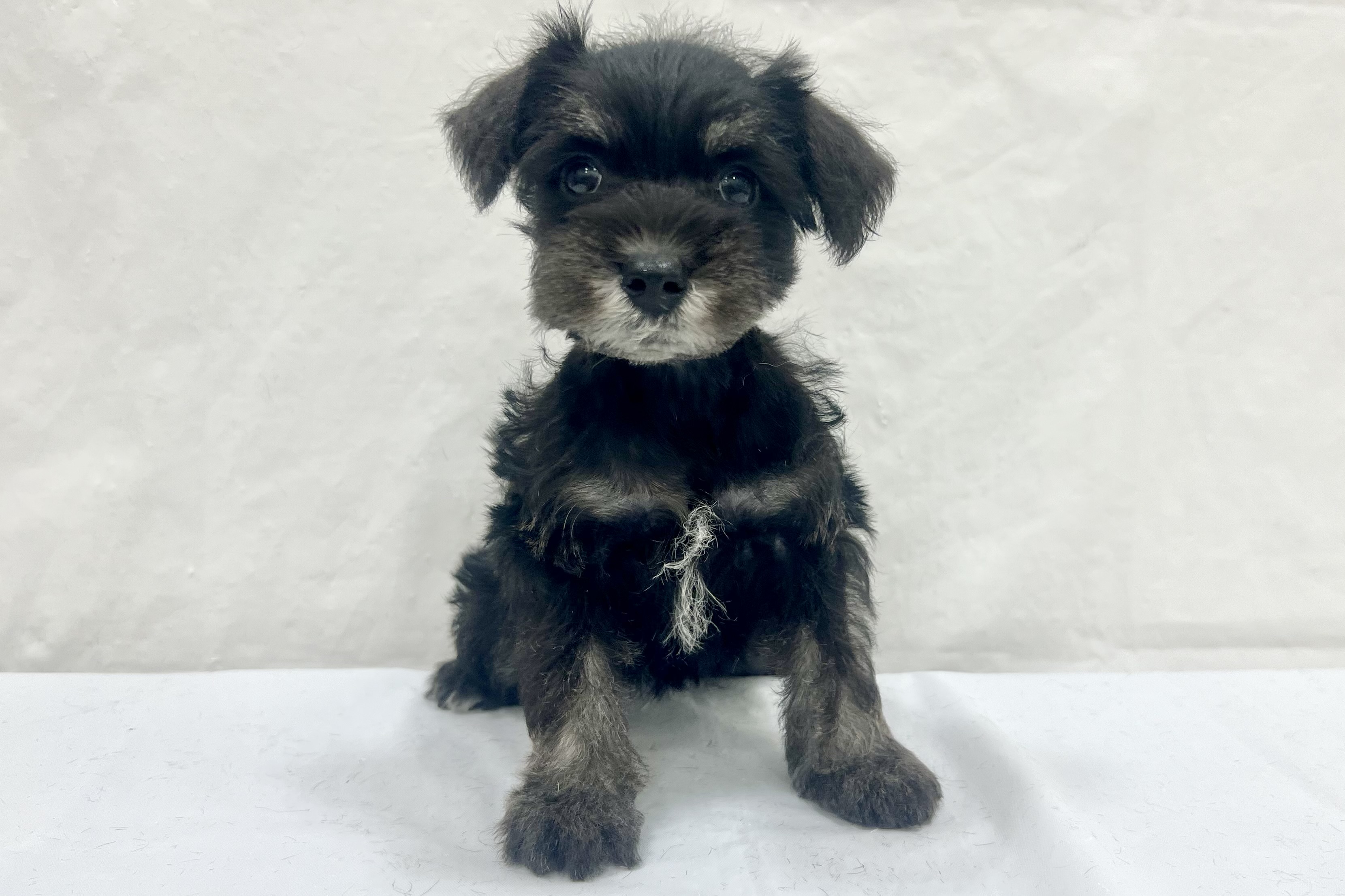 愛知県のミニチュアシュナウザー (ファミリーペット リソラ大府店/2026年1月20日生まれ/女の子/ブラックシルバー)の子犬の2枚目の画像