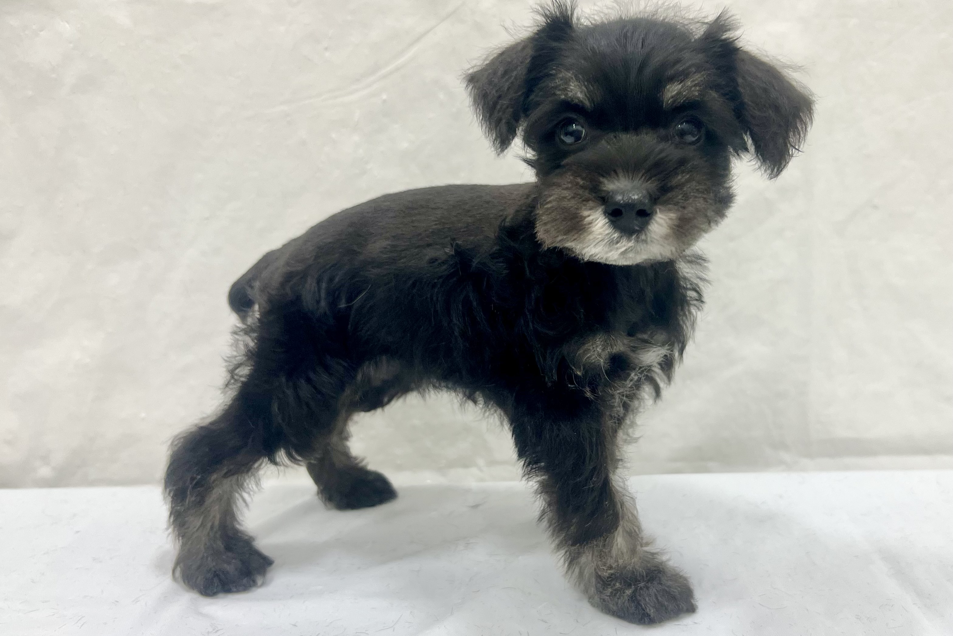 愛知県のミニチュアシュナウザー (ファミリーペット リソラ大府店/2026年1月20日生まれ/女の子/ブラックシルバー)の子犬の3枚目の画像