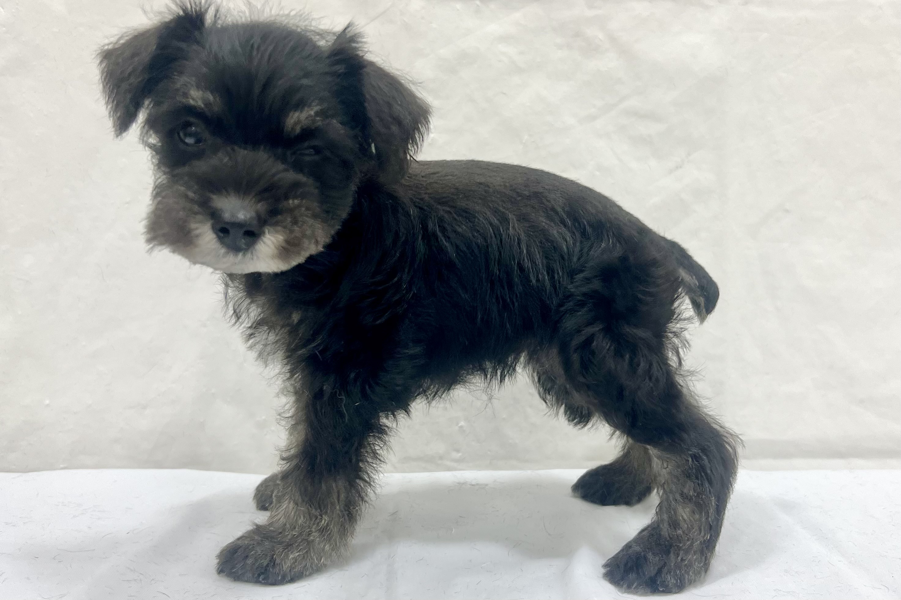 愛知県のミニチュアシュナウザー (ファミリーペット リソラ大府店/2026年1月20日生まれ/女の子/ブラックシルバー)の子犬の4枚目の画像