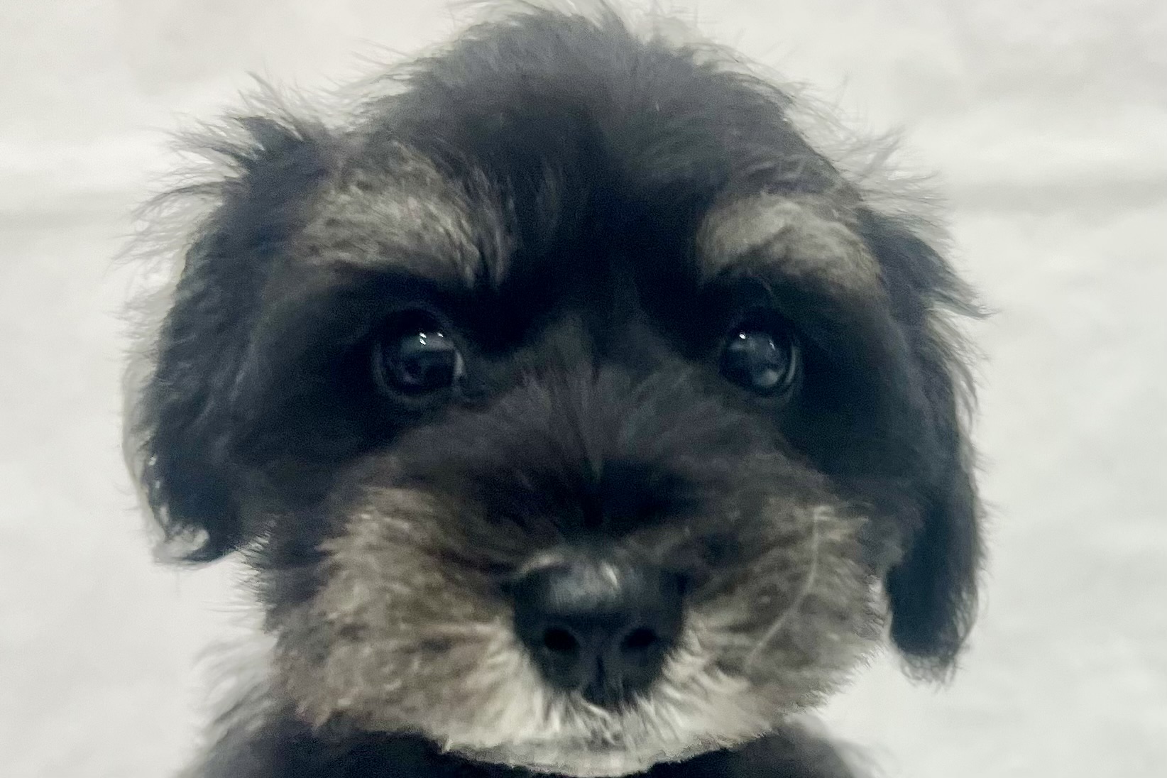 愛知県のミニチュアシュナウザー (ファミリーペット リソラ大府店/2026年1月20日生まれ/男の子/ブラックシルバー)の子犬の1枚目の画像