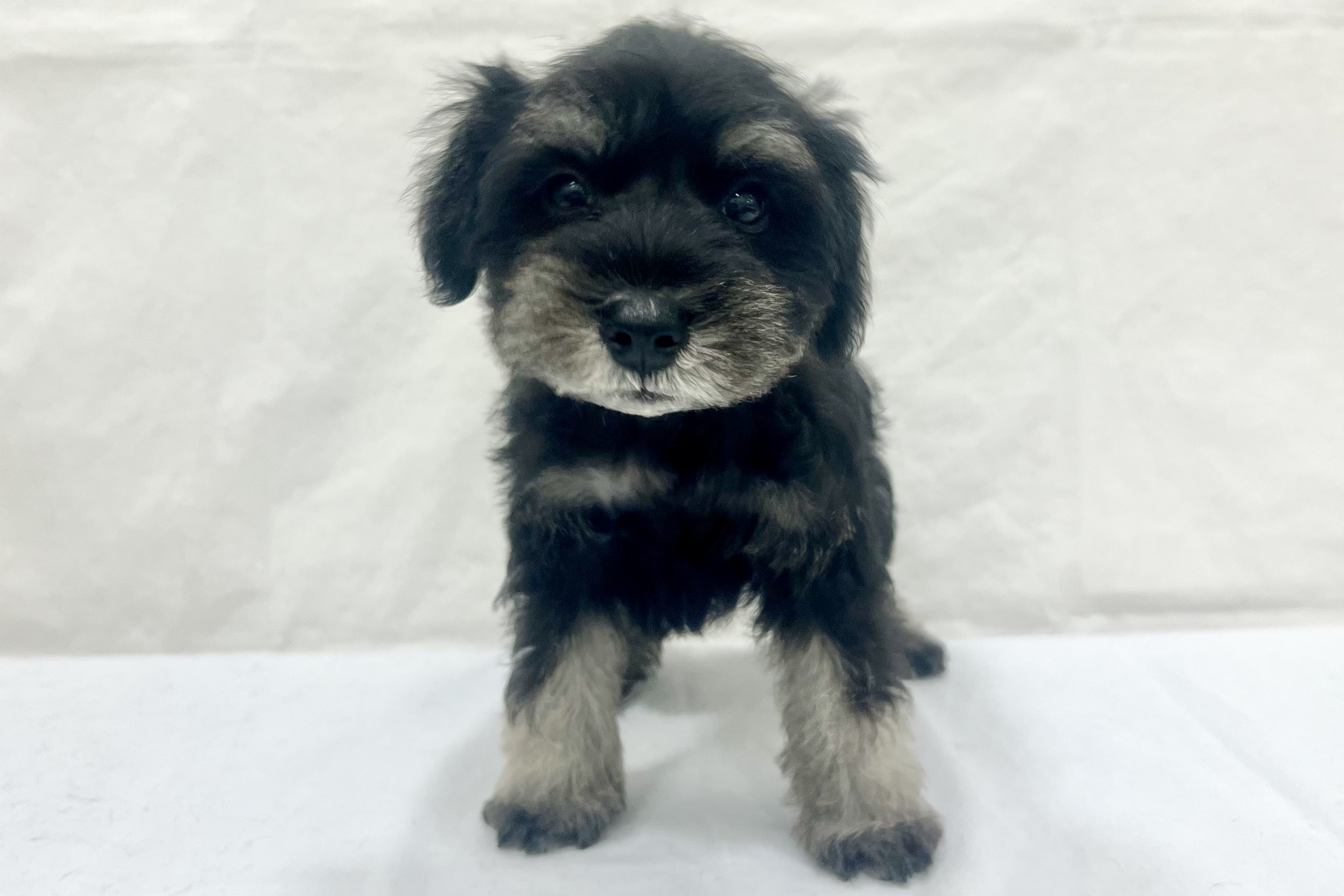 愛知県のミニチュアシュナウザー (ファミリーペット リソラ大府店/2026年1月20日生まれ/男の子/ブラックシルバー)の子犬の2枚目の画像