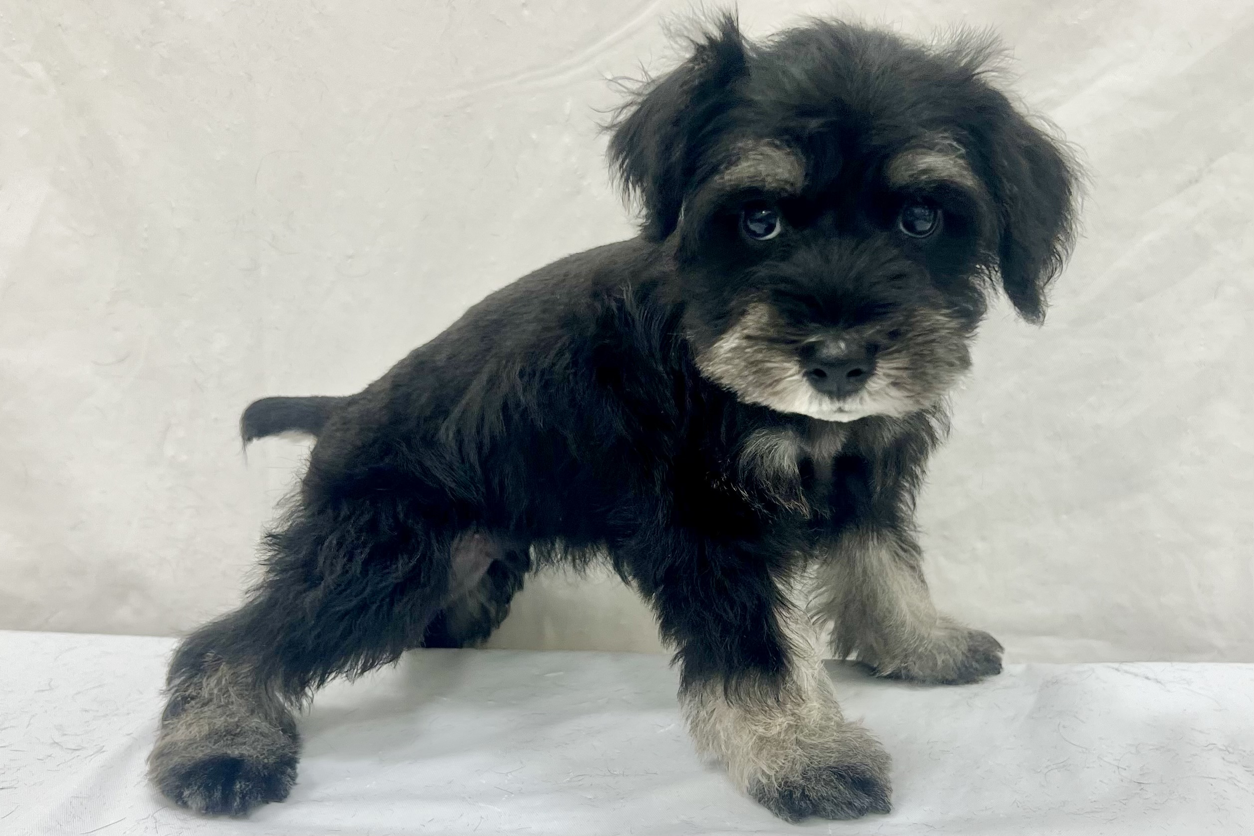 愛知県のミニチュアシュナウザー (ファミリーペット リソラ大府店/2026年1月20日生まれ/男の子/ブラックシルバー)の子犬の3枚目の画像