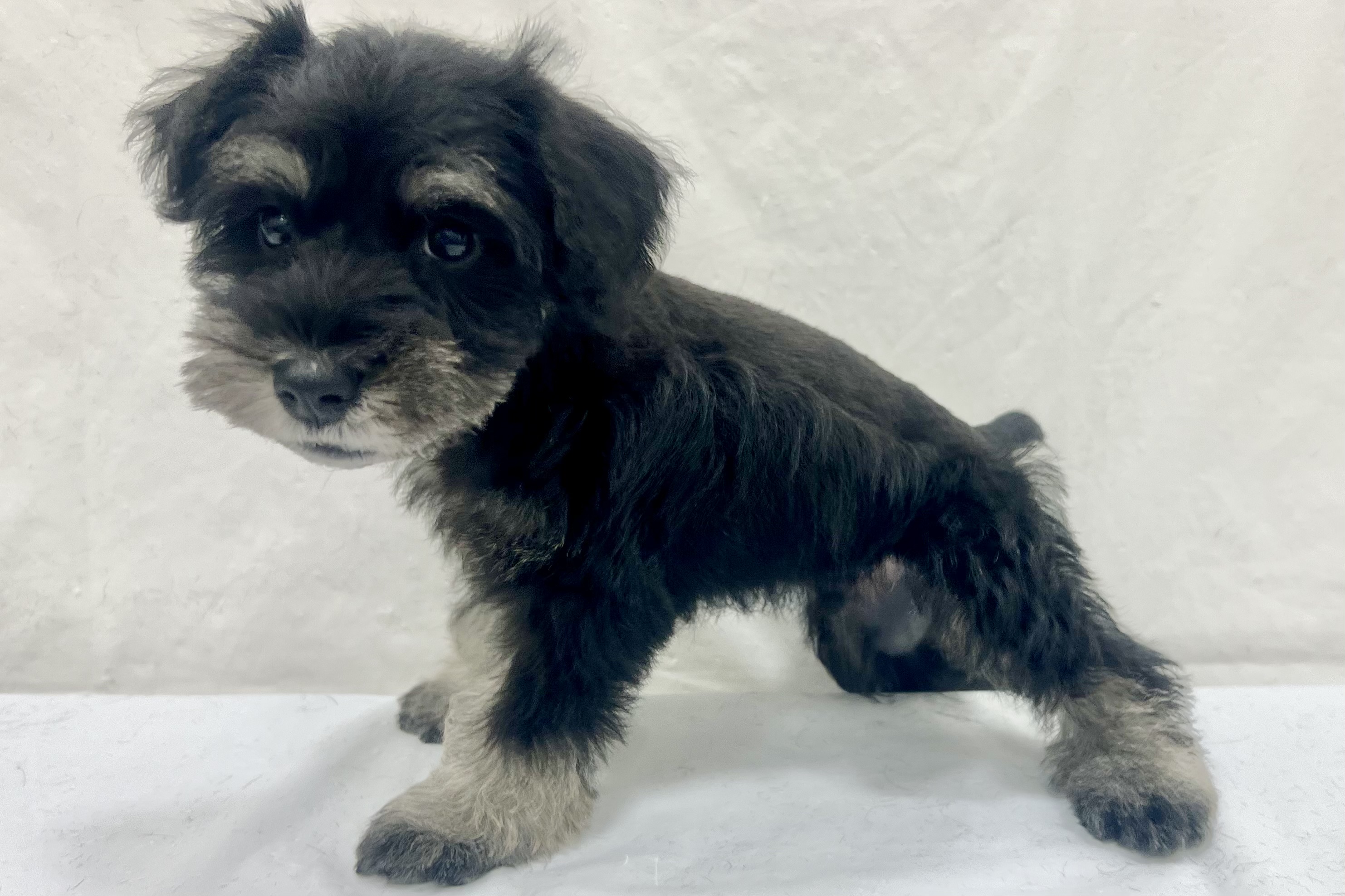 愛知県のミニチュアシュナウザー (ファミリーペット リソラ大府店/2026年1月20日生まれ/男の子/ブラックシルバー)の子犬の4枚目の画像