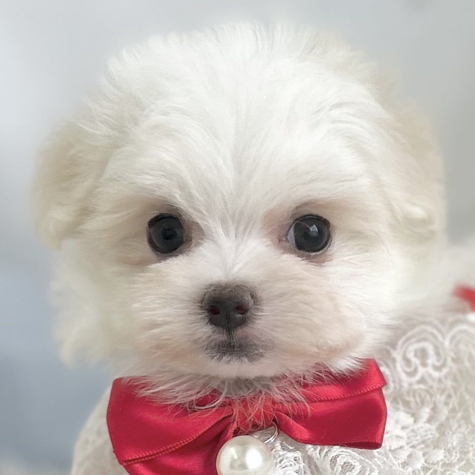 2026年2月2日生まれのマルチーズ