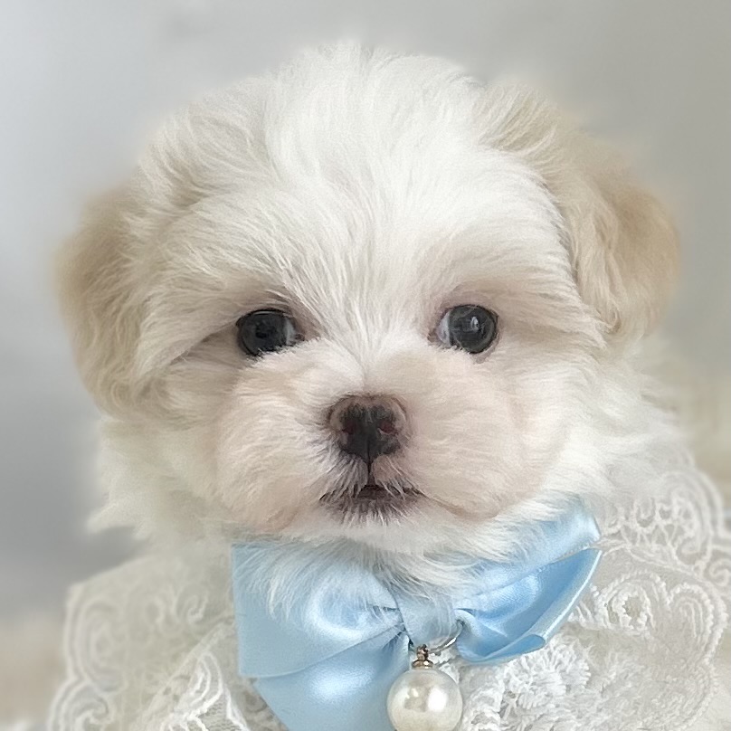 2026年2月2日生まれのマルチーズ