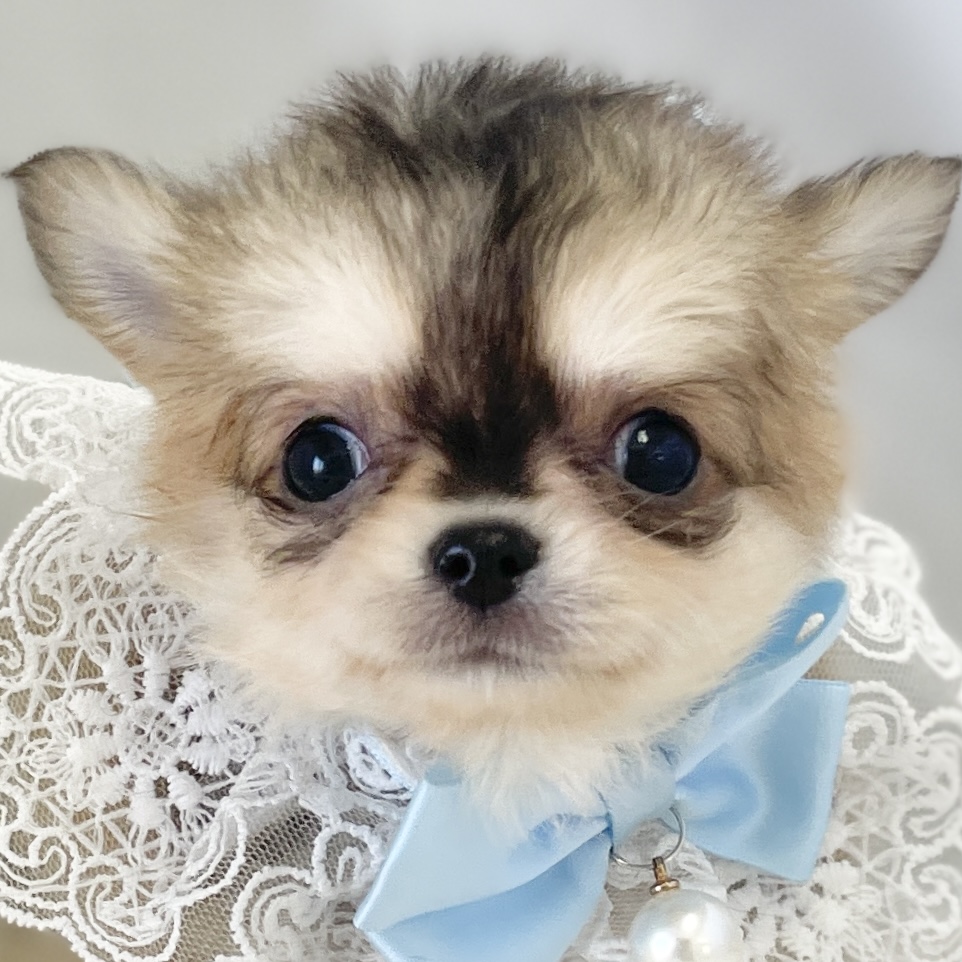 愛知県のチワワ(ロング) (ファミリーペット 豊明店/2026年1月25日生まれ/男の子/フォーンセーブル)の子犬の1枚目の画像