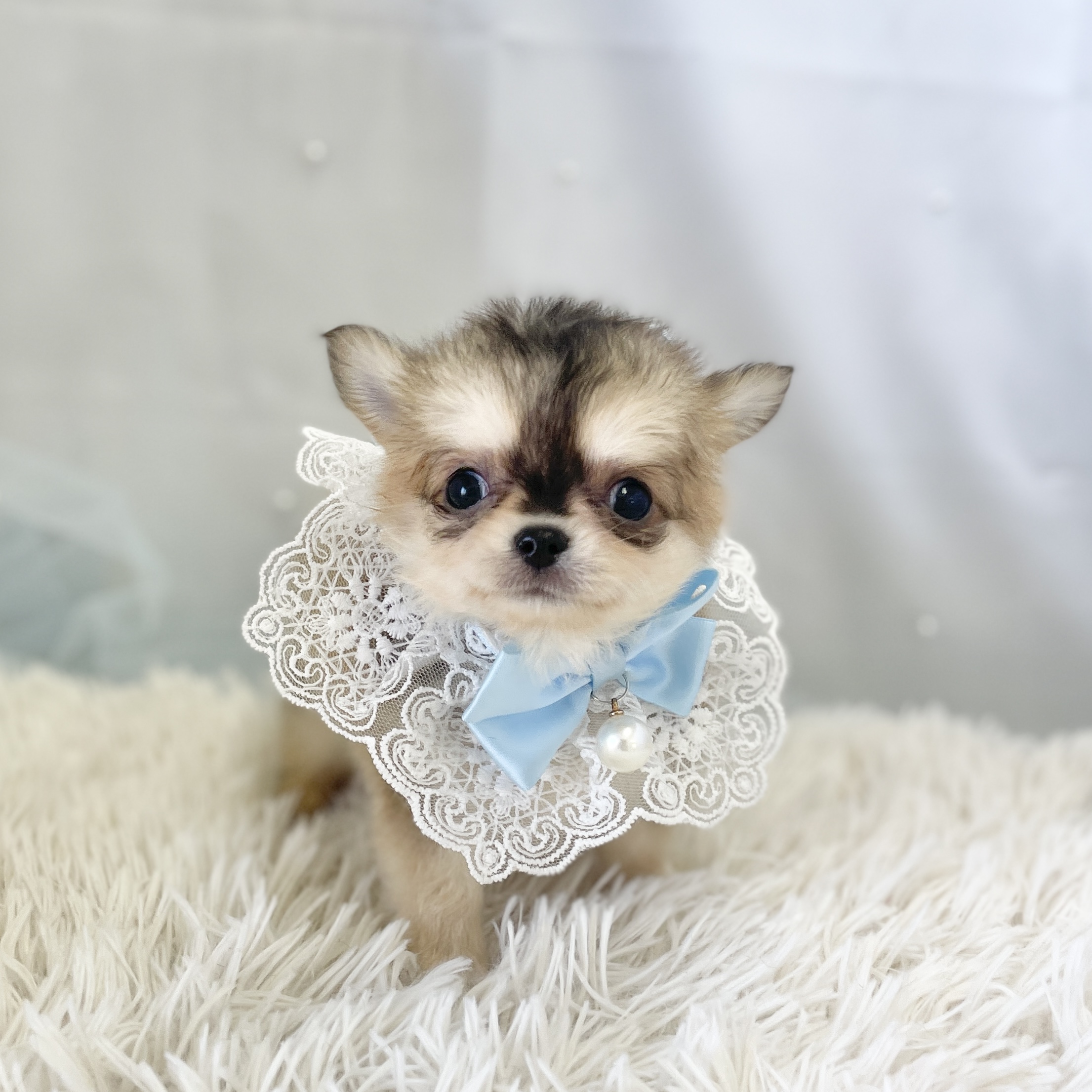 愛知県のチワワ(ロング) (ファミリーペット 豊明店/2026年1月25日生まれ/男の子/フォーンセーブル)の子犬の2枚目の画像