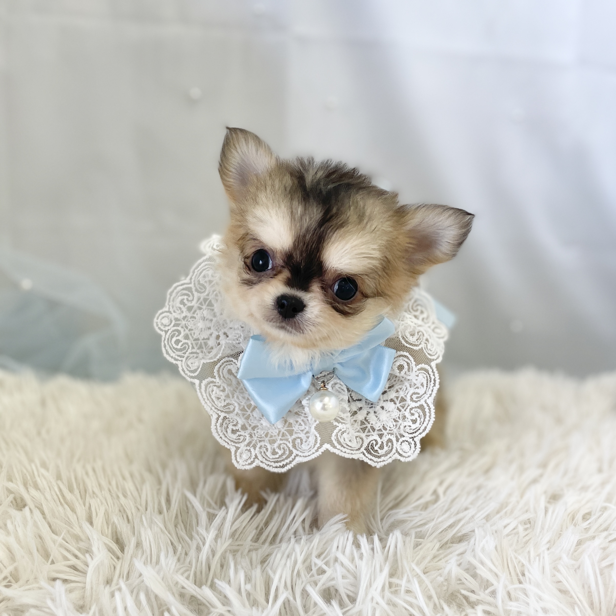 愛知県のチワワ(ロング) (ファミリーペット 豊明店/2026年1月25日生まれ/男の子/フォーンセーブル)の子犬の3枚目の画像