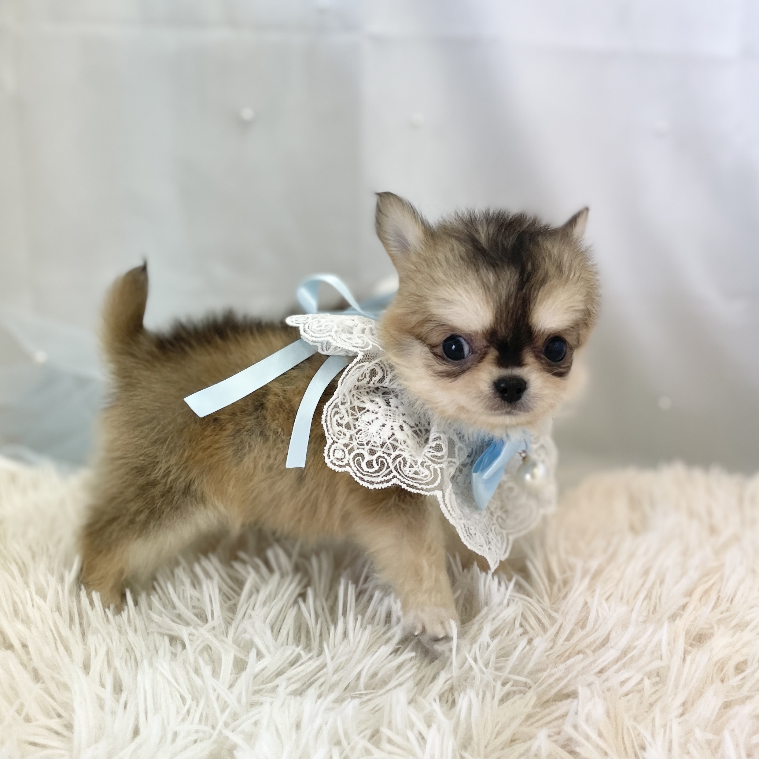 愛知県のチワワ(ロング) (ファミリーペット 豊明店/2026年1月25日生まれ/男の子/フォーンセーブル)の子犬の4枚目の画像