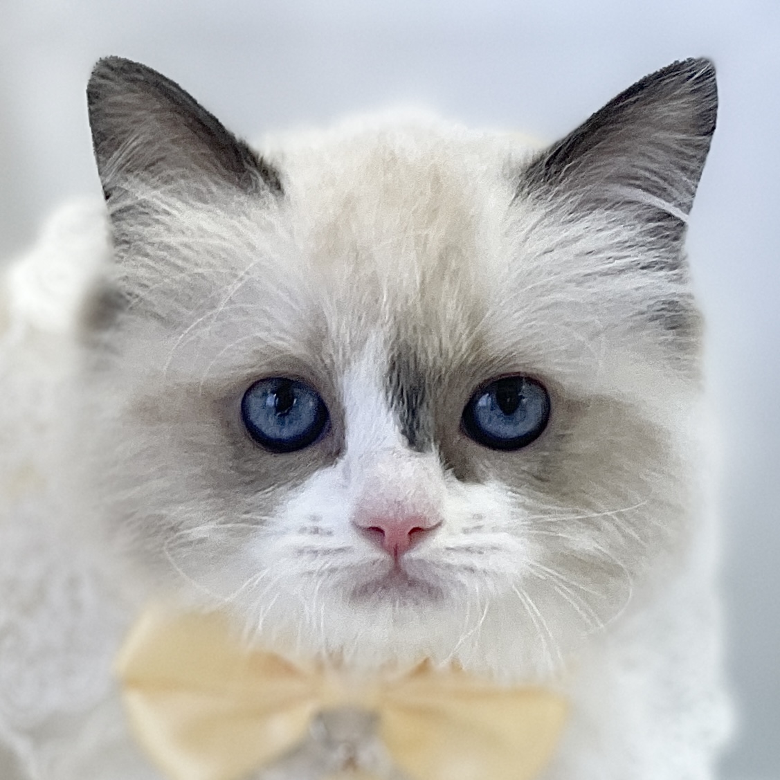 愛知県のラグドール (ファミリーペット 豊明店/2026年1月22日生まれ/女の子/シールポイントバイカラー)の子猫の1枚目の画像