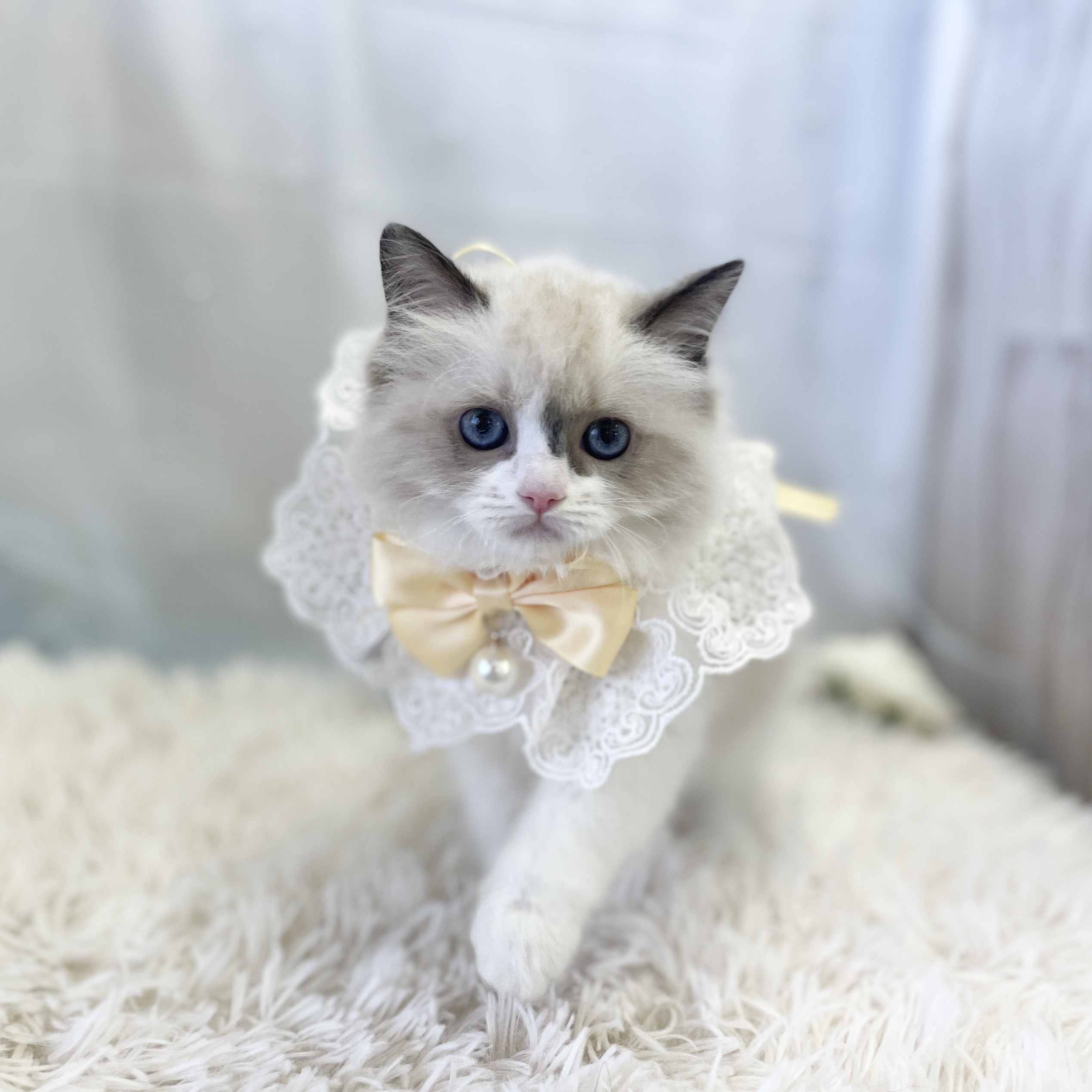 愛知県のラグドール (ファミリーペット 豊明店/2026年1月22日生まれ/女の子/シールポイントバイカラー)の子猫の2枚目の画像