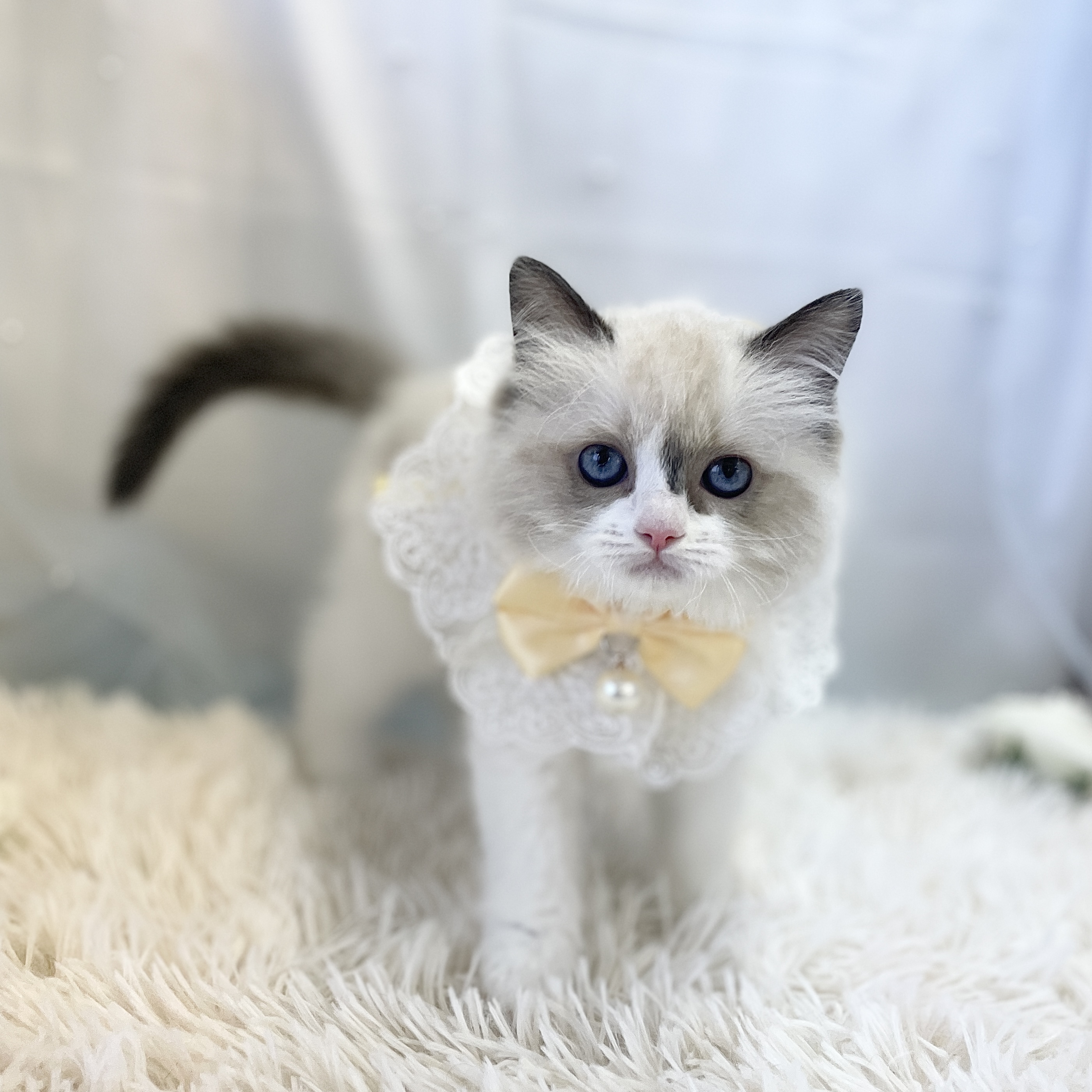 愛知県のラグドール (ファミリーペット 豊明店/2026年1月22日生まれ/女の子/シールポイントバイカラー)の子猫の3枚目の画像