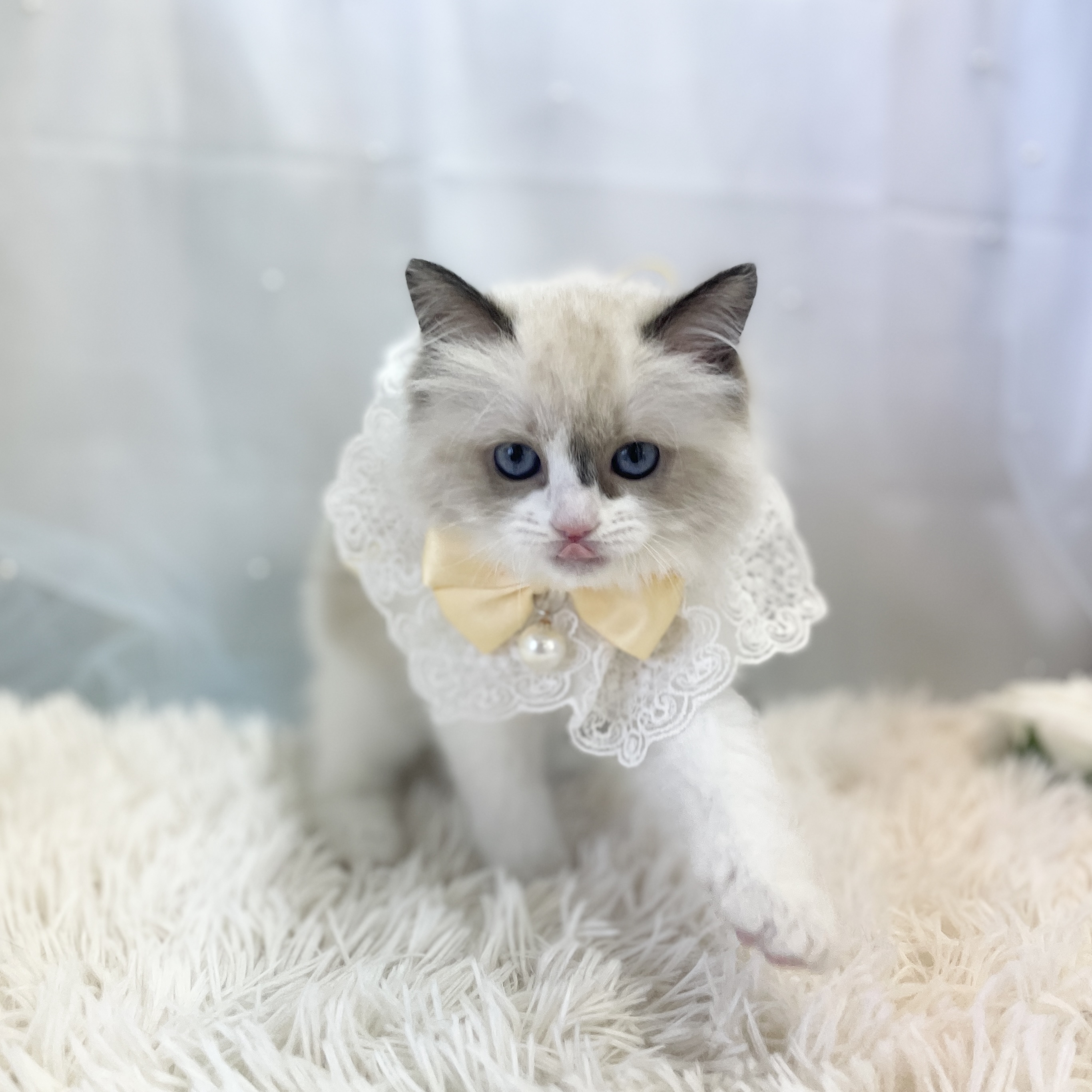 愛知県のラグドール (ファミリーペット 豊明店/2026年1月22日生まれ/女の子/シールポイントバイカラー)の子猫の4枚目の画像