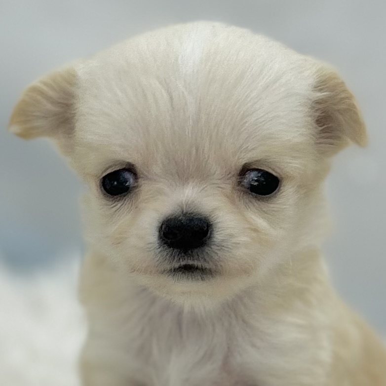 2026年2月17日生まれのチワワ(ロング)