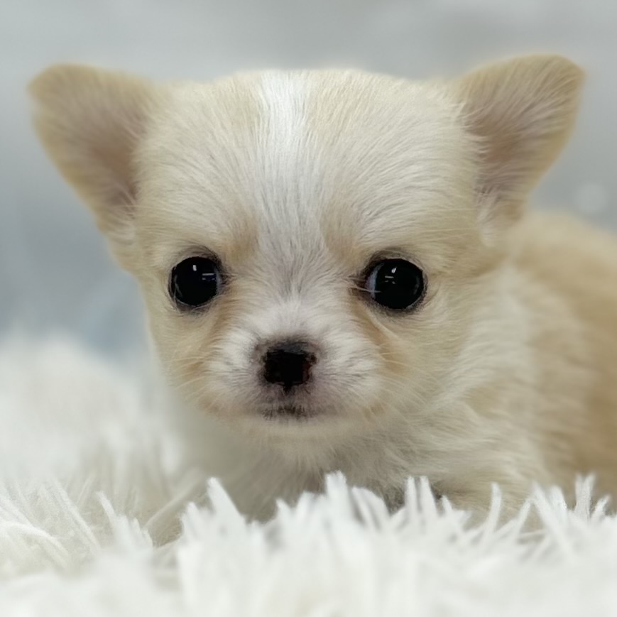 2026年3月25日生まれのチワワ(ロング)