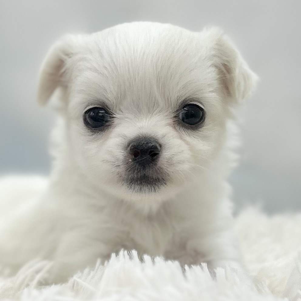 2026年2月17日生まれのチワワ(ロング)