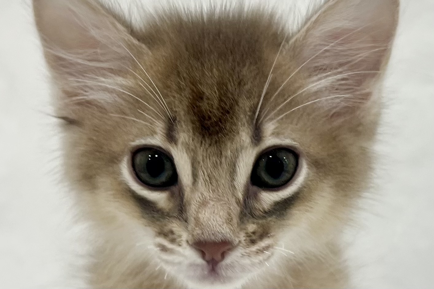 愛知県のソマリ (ファミリーペット リソラ大府店/2026年1月27日生まれ/男の子/ブルー)の子猫の1枚目の画像