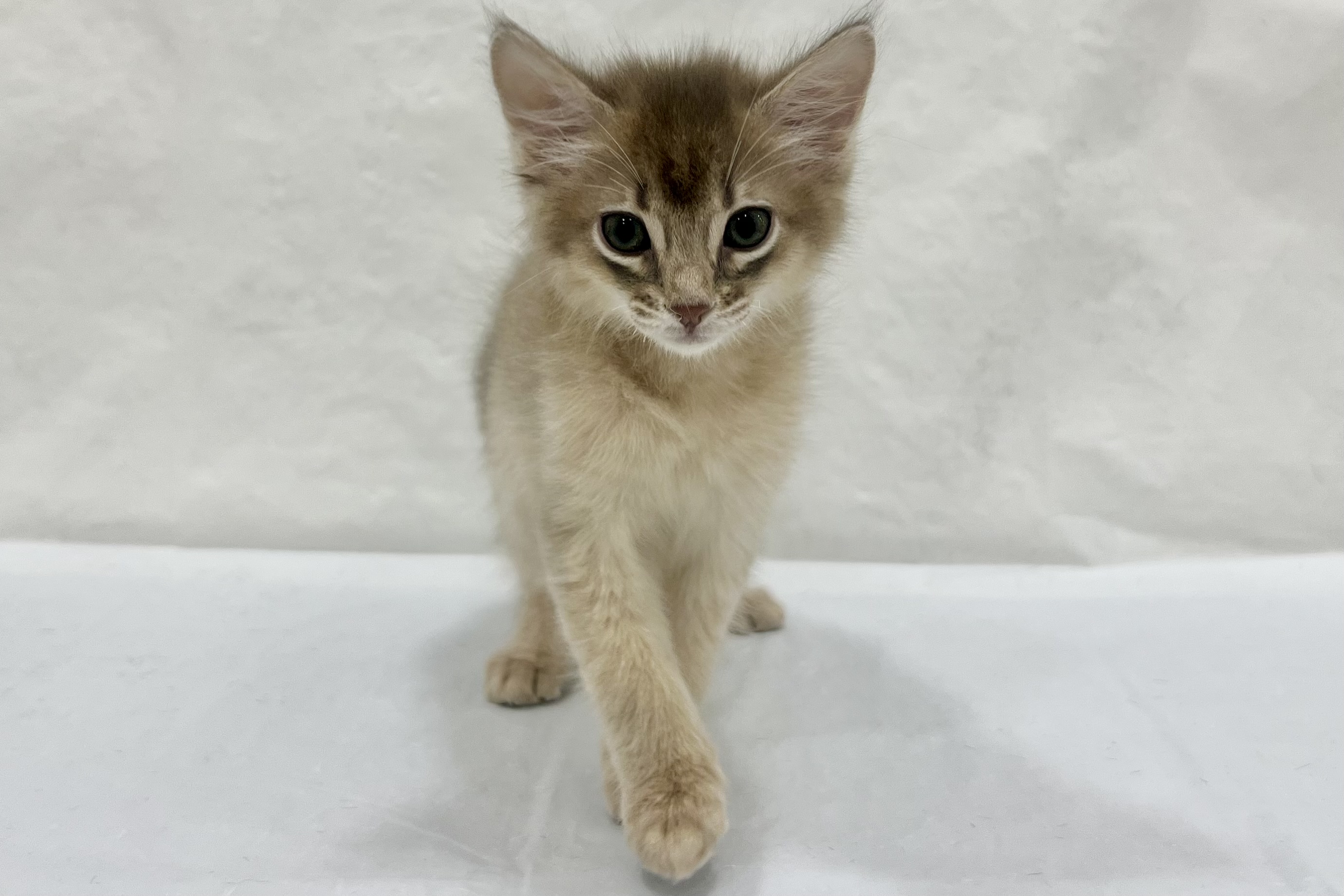 愛知県のソマリ (ファミリーペット リソラ大府店/2026年1月27日生まれ/男の子/ブルー)の子猫の2枚目の画像