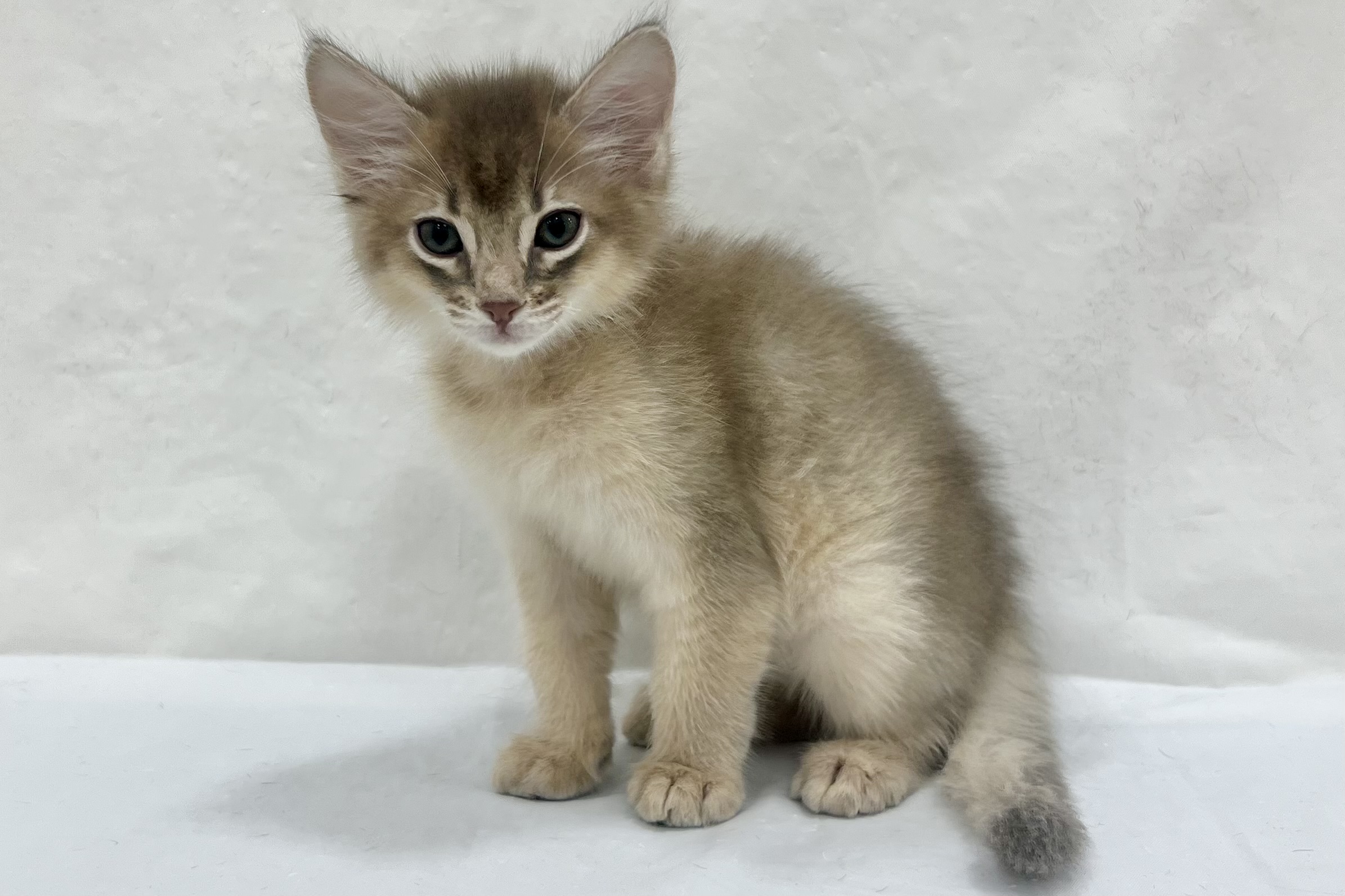 愛知県のソマリ (ファミリーペット リソラ大府店/2026年1月27日生まれ/男の子/ブルー)の子猫の3枚目の画像