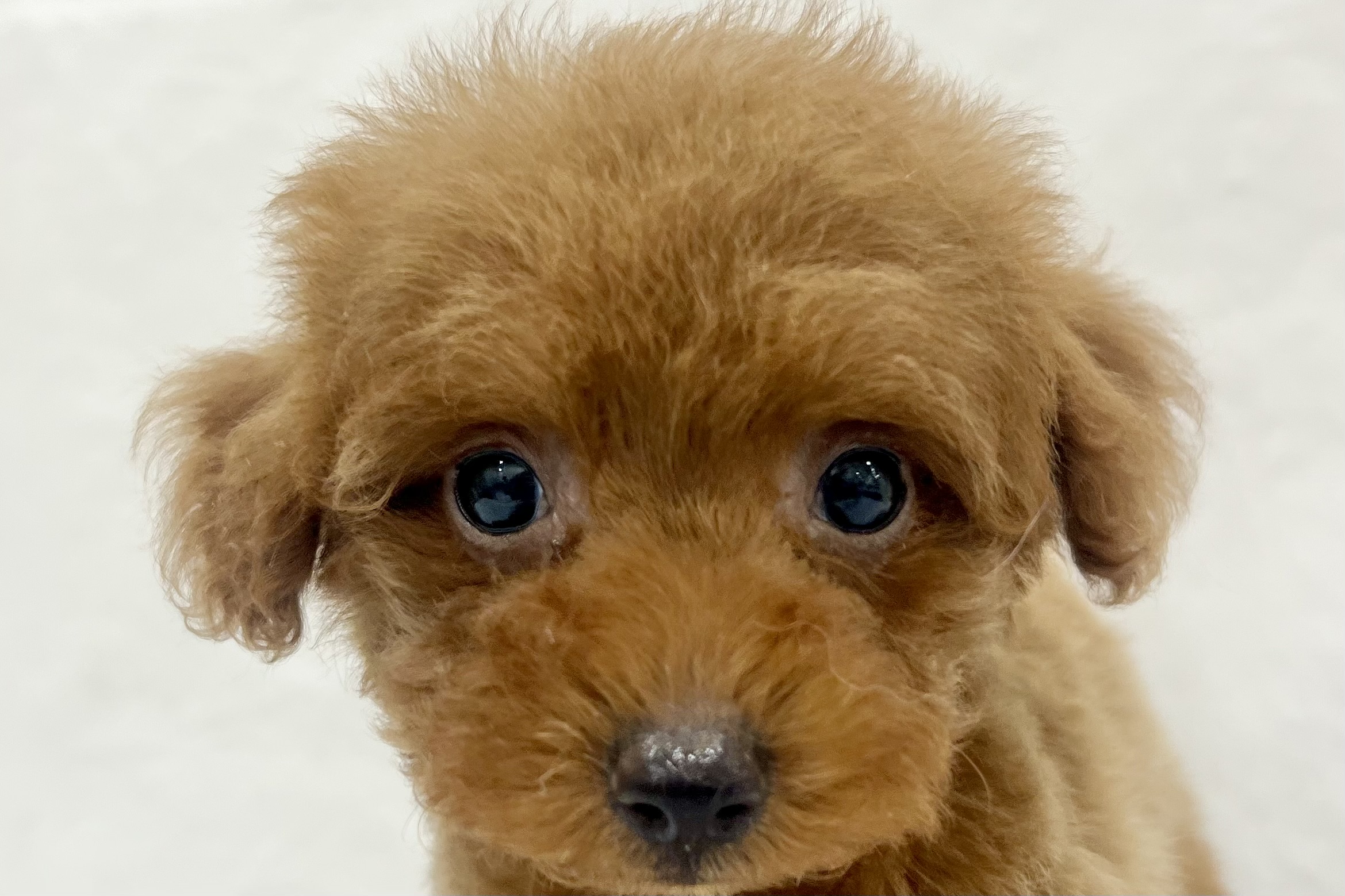 愛知県のトイプードル(トイ) (ファミリーペット リソラ大府店/2026年1月27日生まれ/男の子/レッドフォーン)の子犬の1枚目の画像