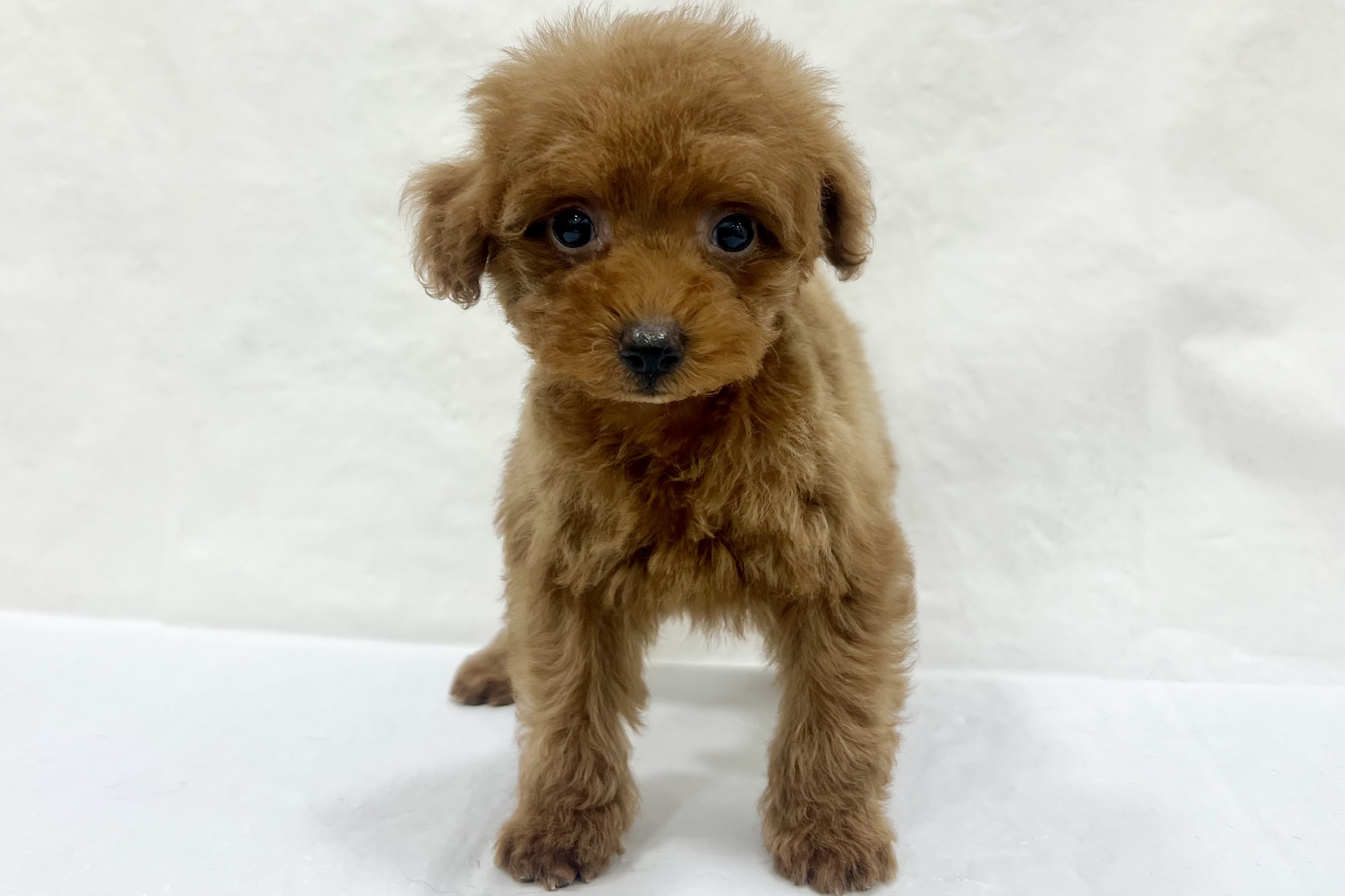 愛知県のトイプードル(トイ) (ファミリーペット リソラ大府店/2026年1月27日生まれ/男の子/レッドフォーン)の子犬の2枚目の画像